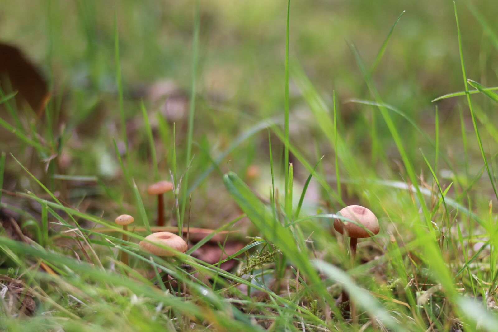 Canon EOS 70D + Canon EF 35mm F2 sample photo. Mushroom, grass, nature photography