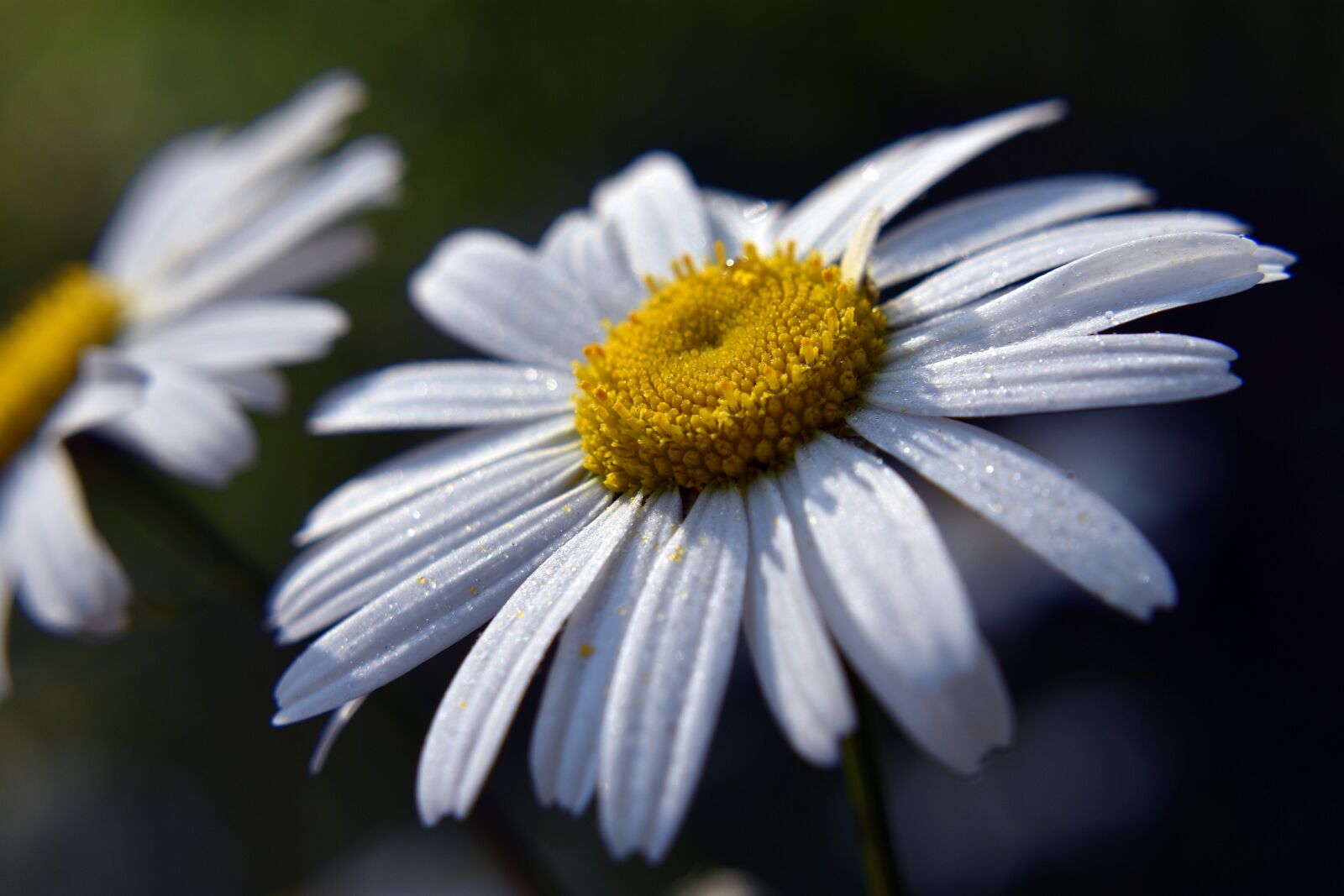 Nikon D3400 sample photo. Flower, spring, flowers photography