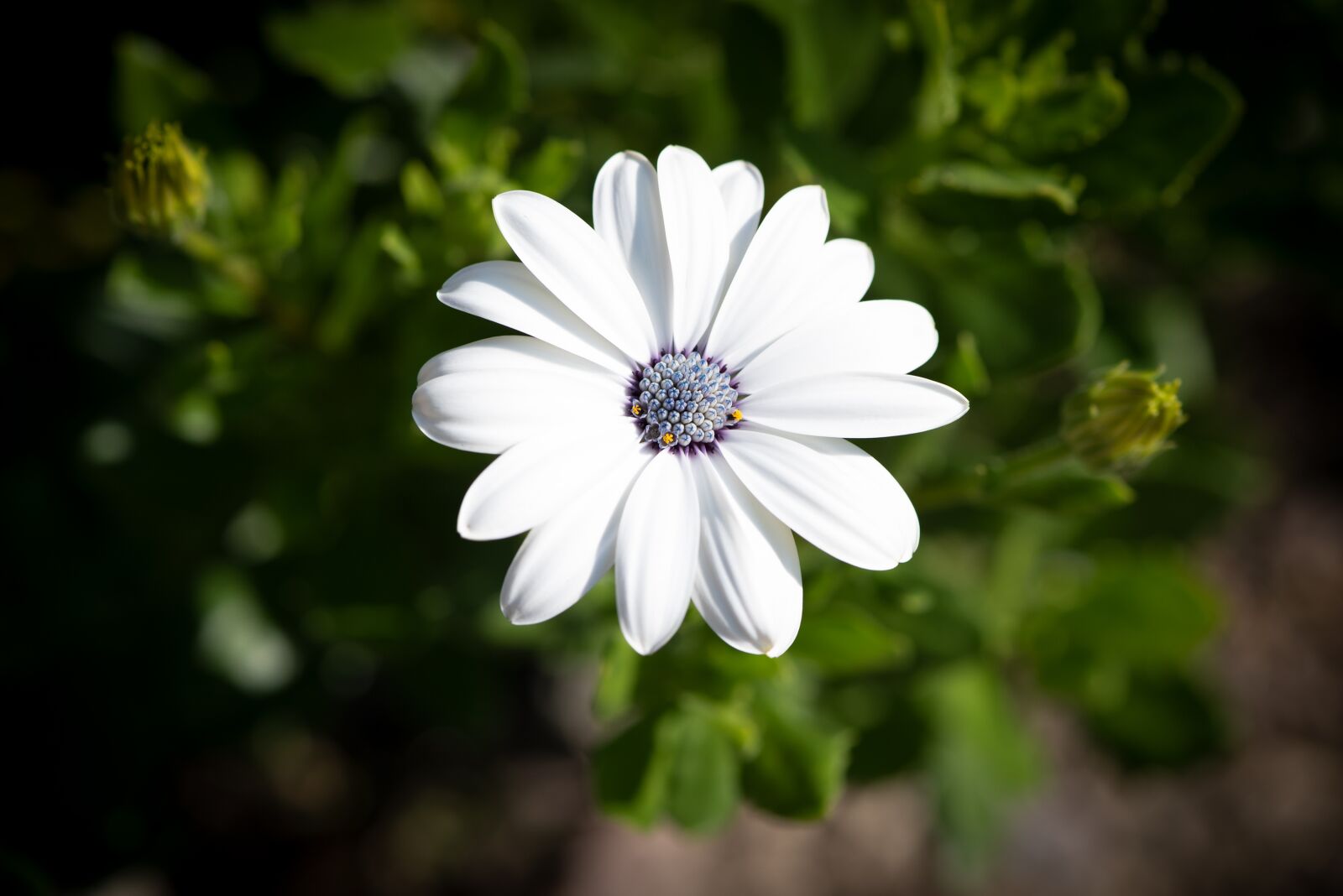 Nikon D750 sample photo. Flower, blossom, bloom photography