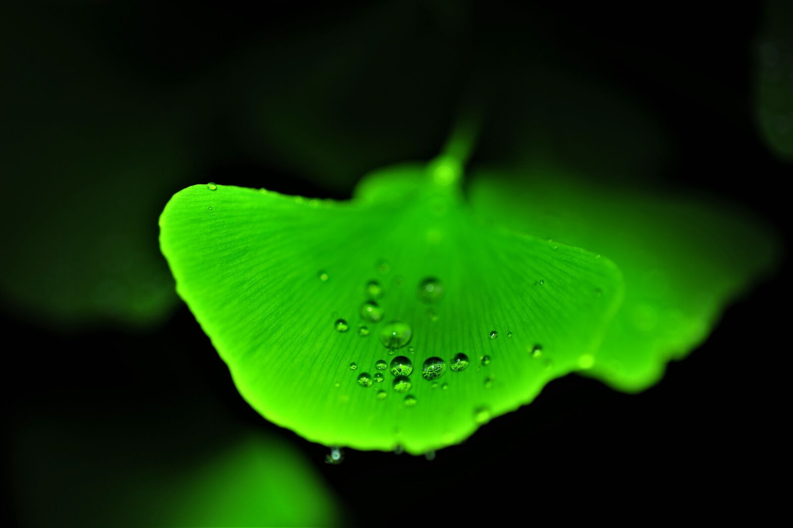 Nikon D3S sample photo. Morning dew, wedding website photography