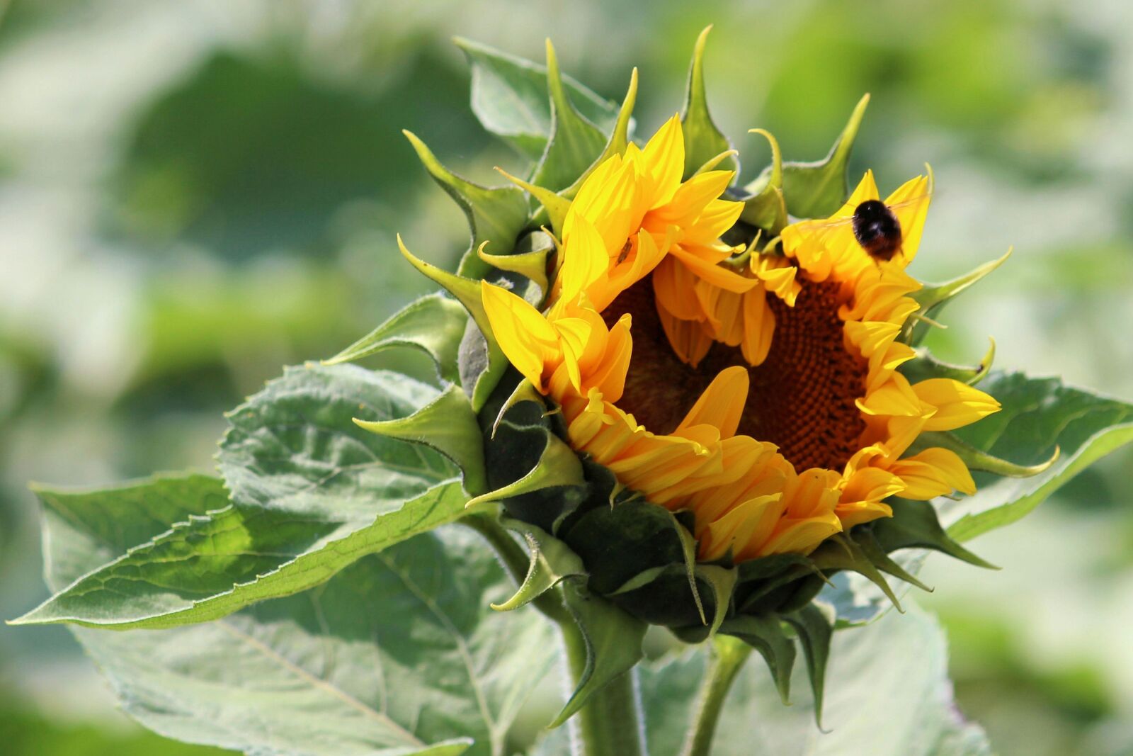 Canon EF-S 55-250mm F4-5.6 IS II sample photo. Sunflower, insect, blossom photography
