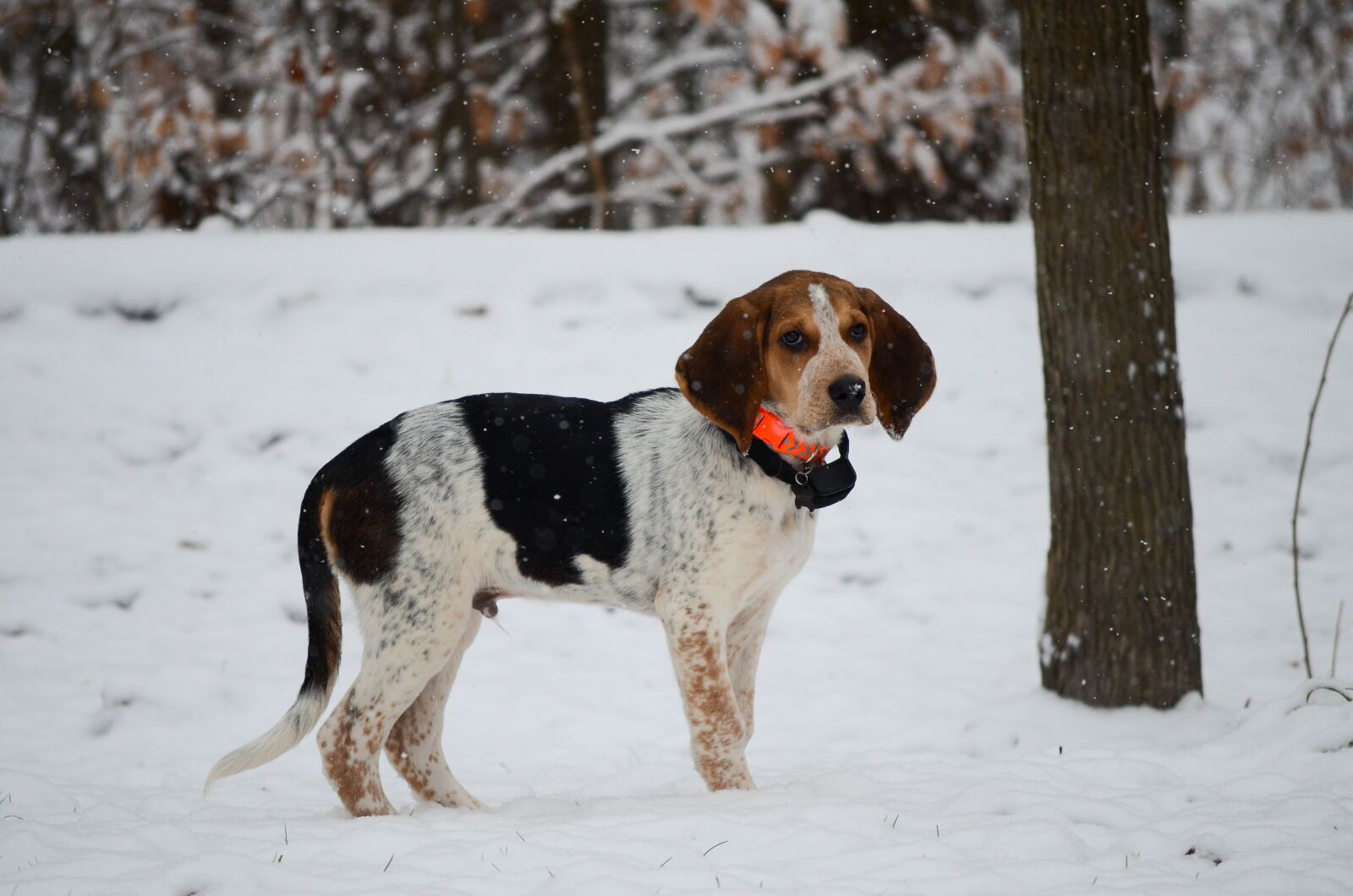 Nikon D7000 sample photo. Dog, puppy, snow photography