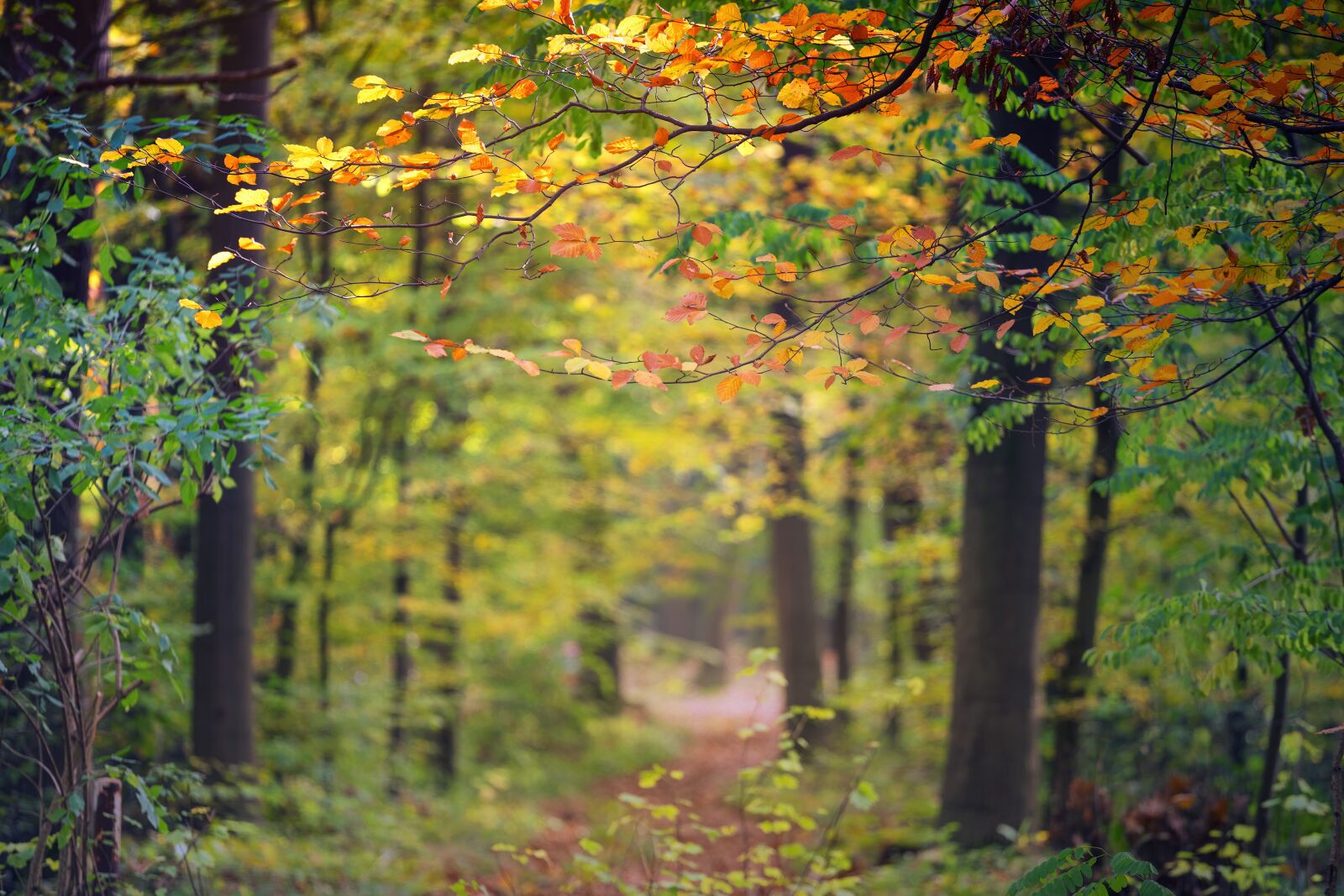 DT 70-200mm F4 SAM sample photo. Autumn, forest, away photography