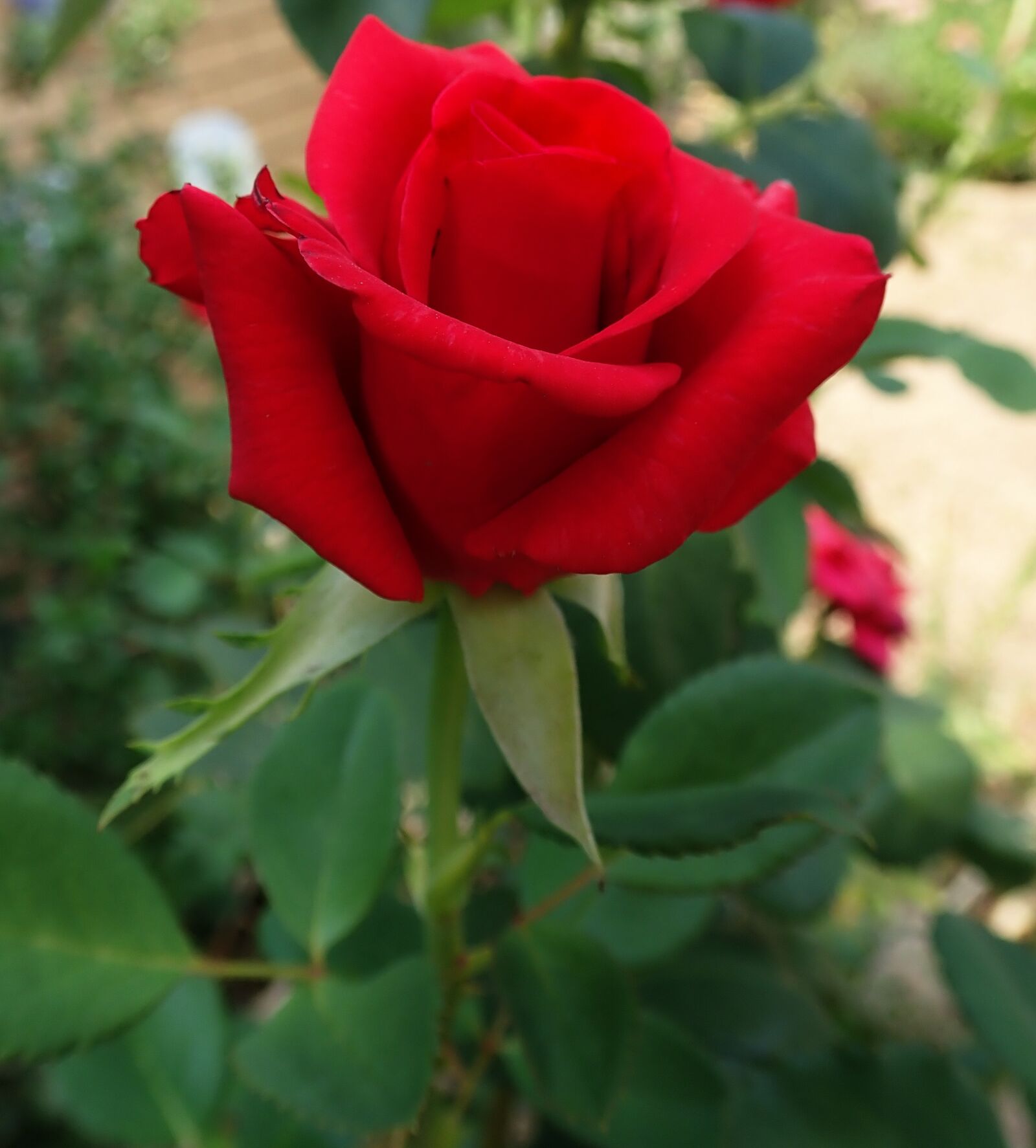 Olympus TG-5 sample photo. Rose, red, flower photography