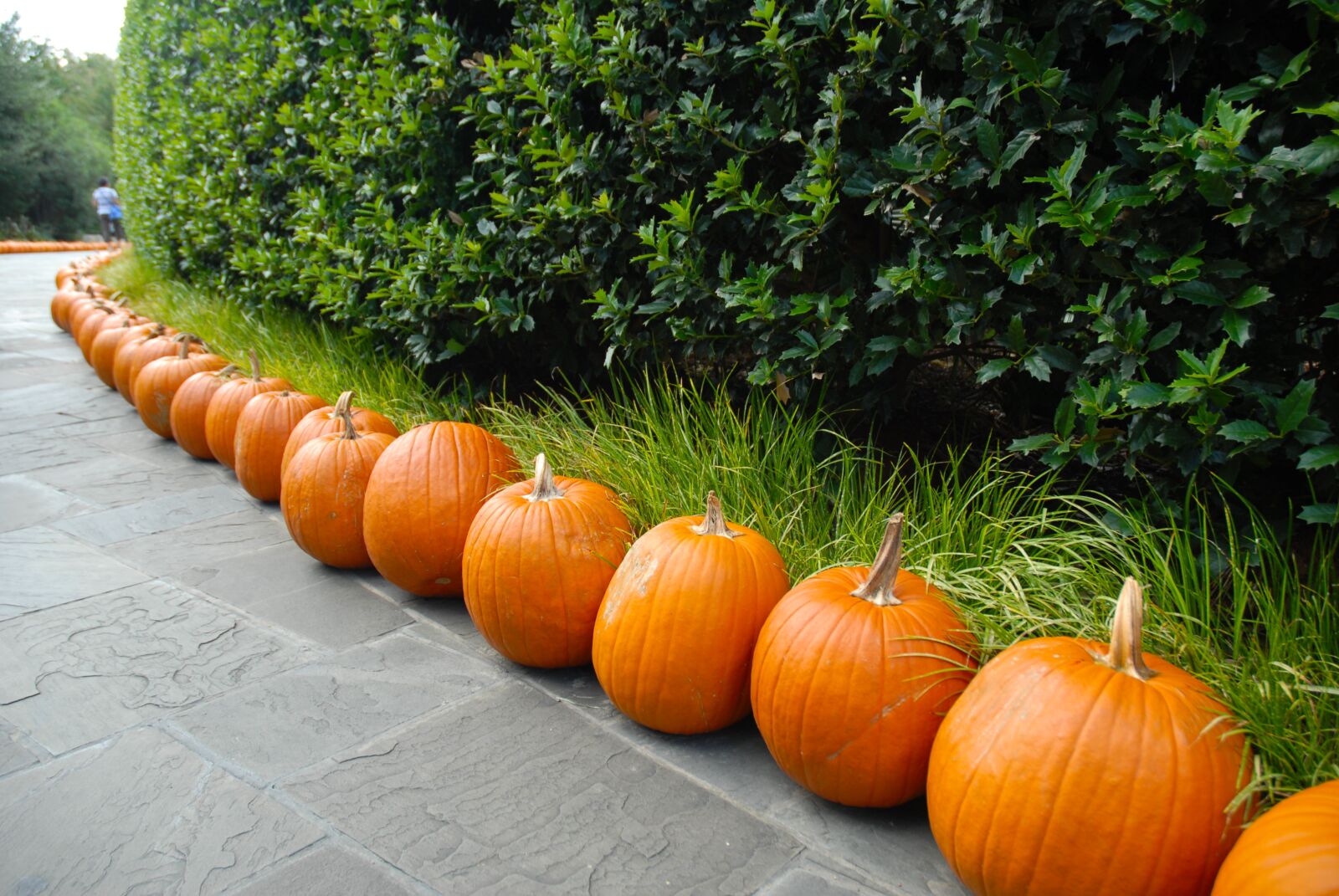 Nikon D200 sample photo. Pumpkin, october, halloween photography