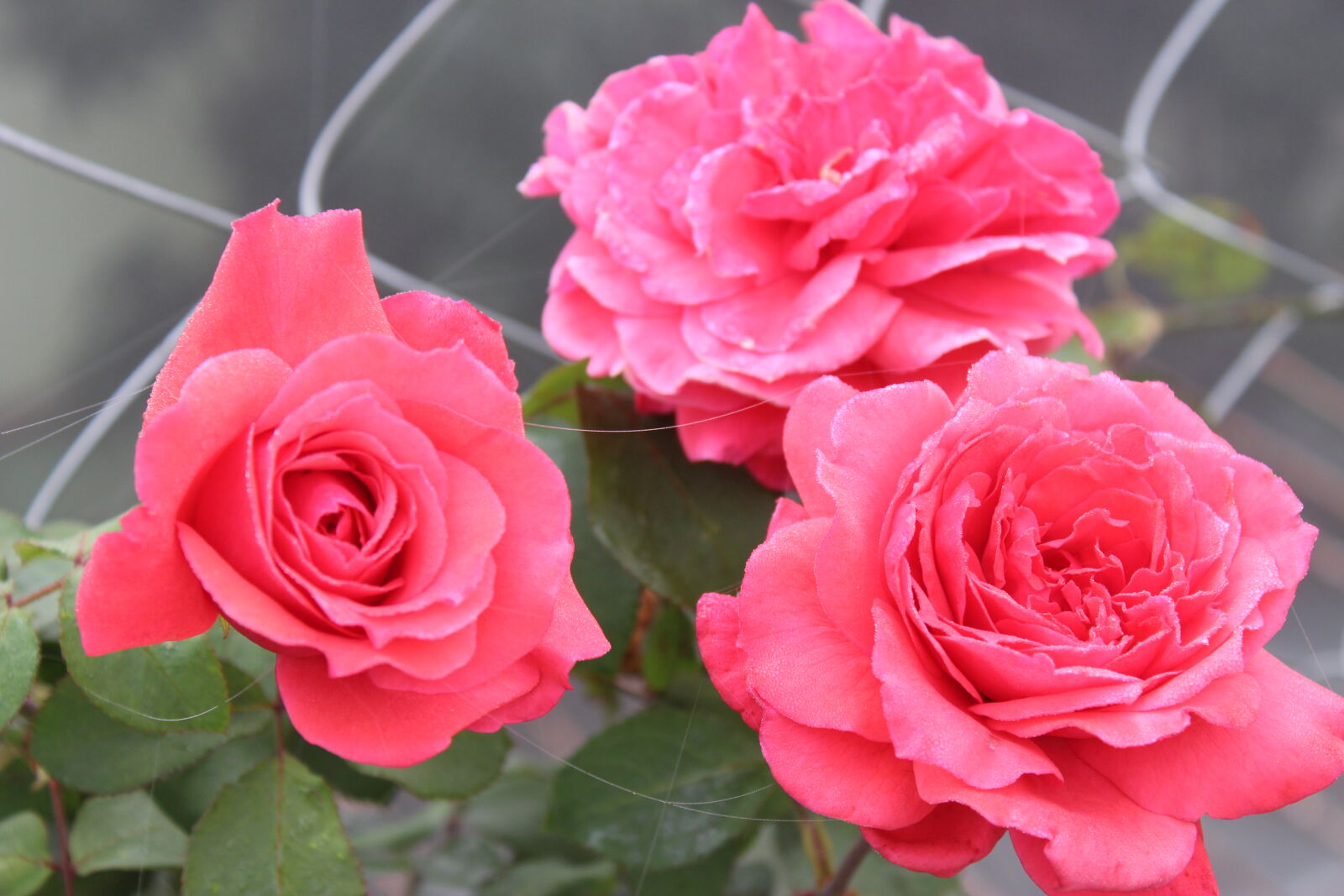 Canon EOS 700D (EOS Rebel T5i / EOS Kiss X7i) sample photo. Click, of, babl photography