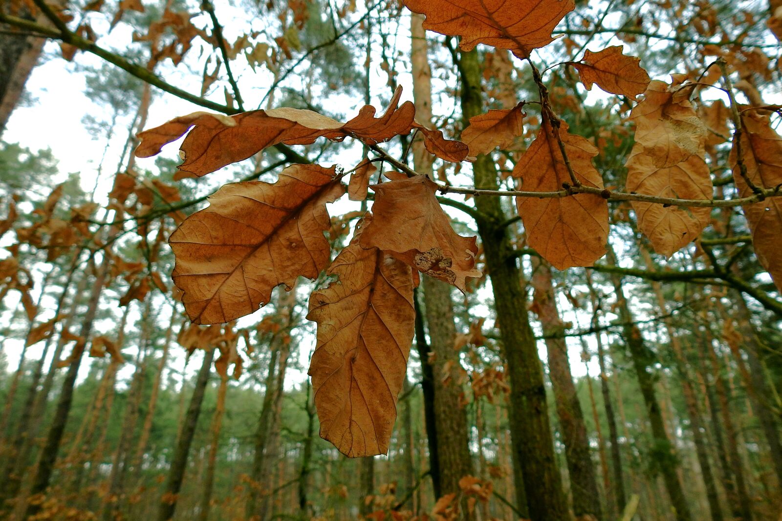 Nikon Coolpix P900 sample photo. Dry leaf, winter, tree photography