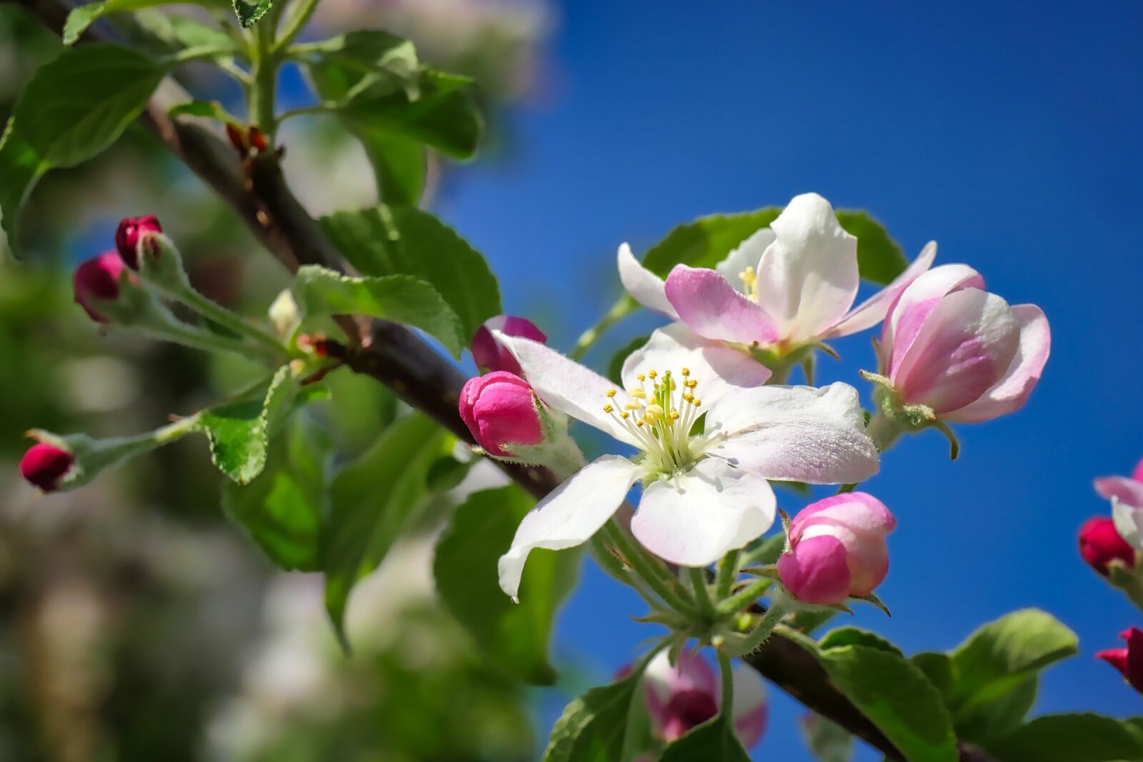 Panasonic Lumix DMC-GX8 sample photo. Flower, nature, plant photography