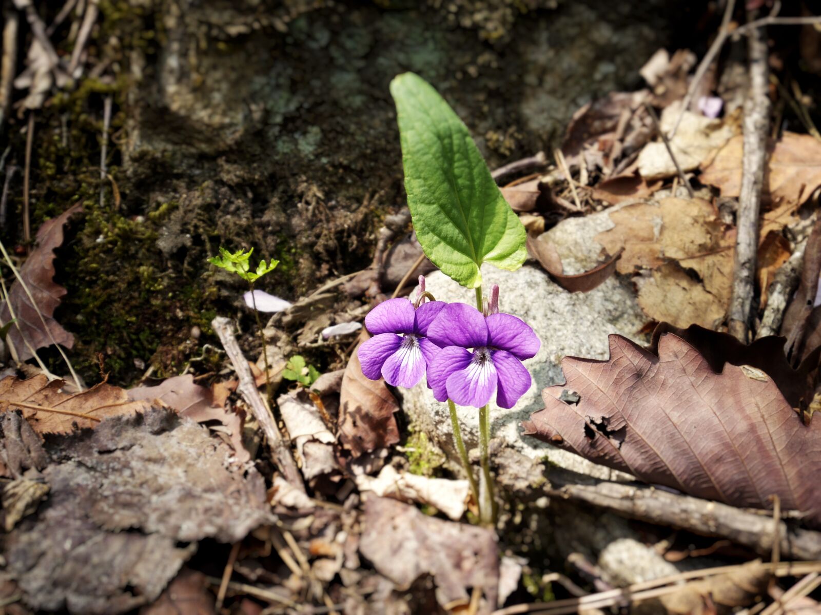 Pentax Q7 sample photo. Violet, flowers, mountain photography