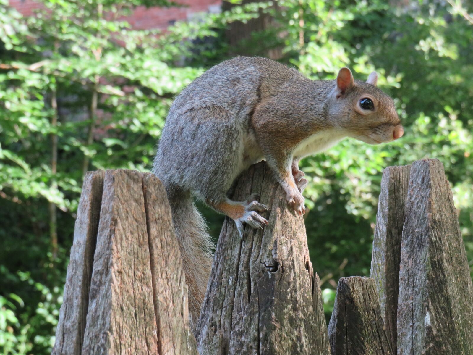 Canon PowerShot SX540 HS sample photo. Squirrel, park, valentino photography