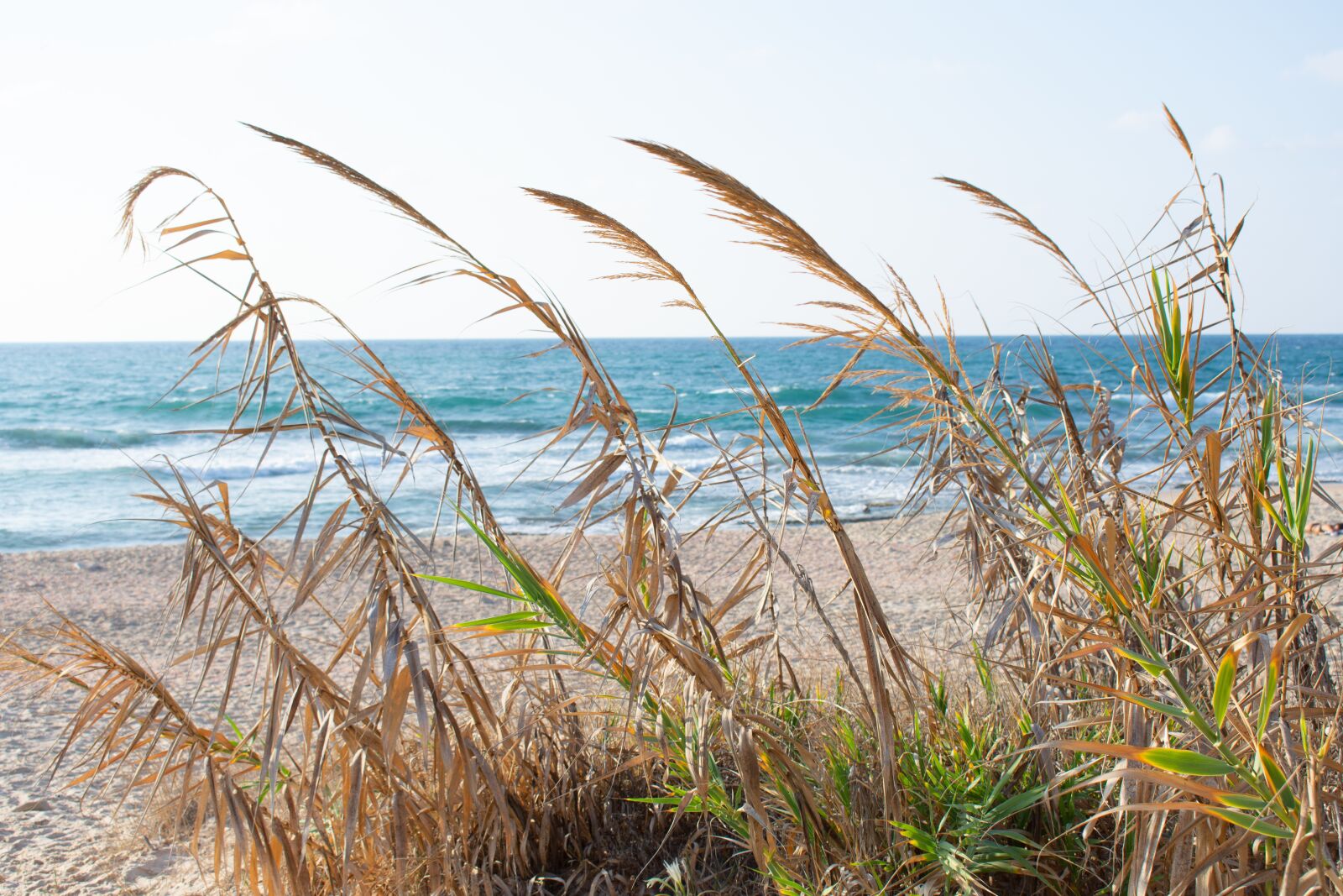 Nikon D7200 sample photo. Coast, spikes, sea photography