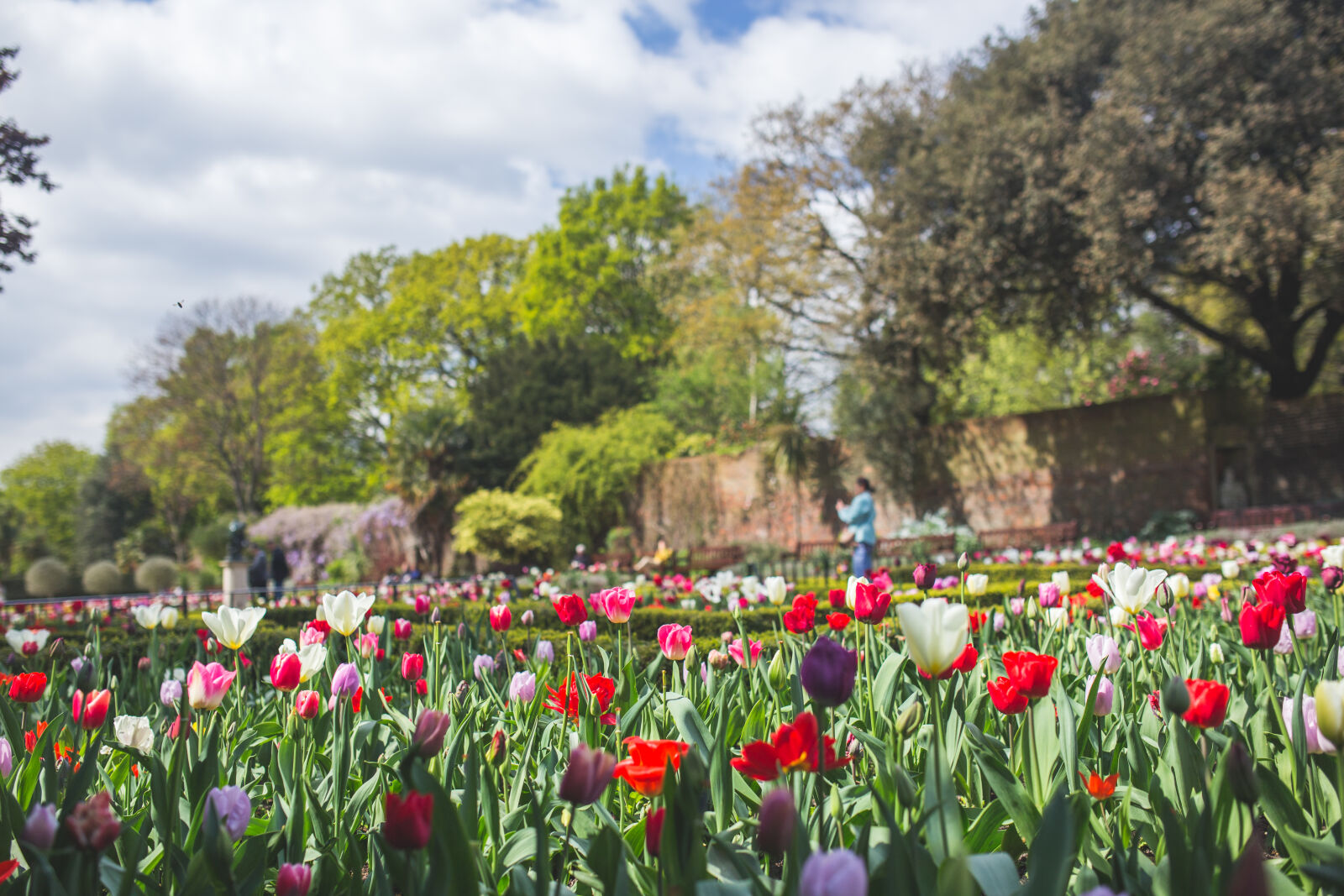 Canon EOS 6D + Sigma 35mm F1.4 DG HSM Art sample photo. Colorful, flowers, green, hide photography