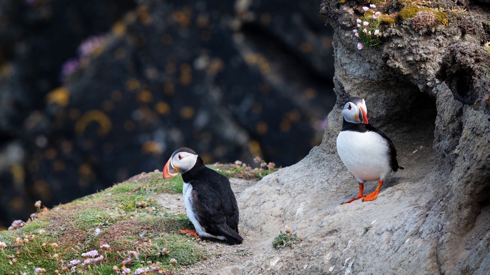 Nikon D750 sample photo. Puffins, birds, cliff photography