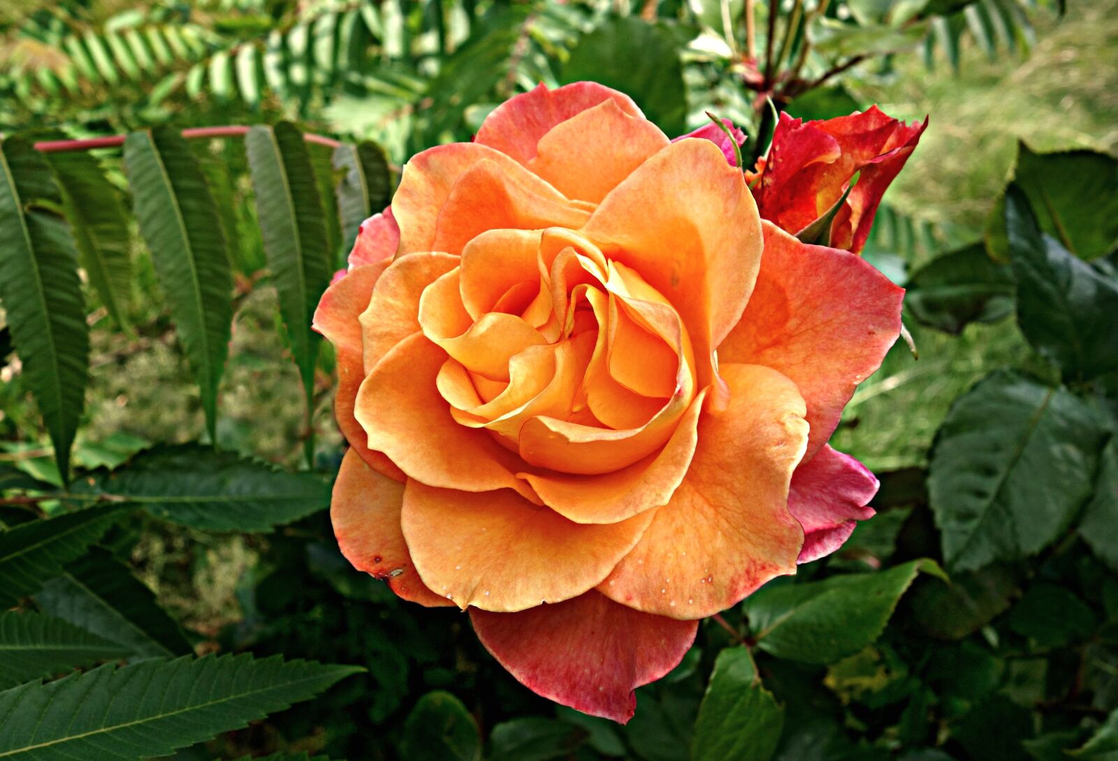 Sony Cyber-shot DSC-RX100 sample photo. Rose, flower, bloom photography