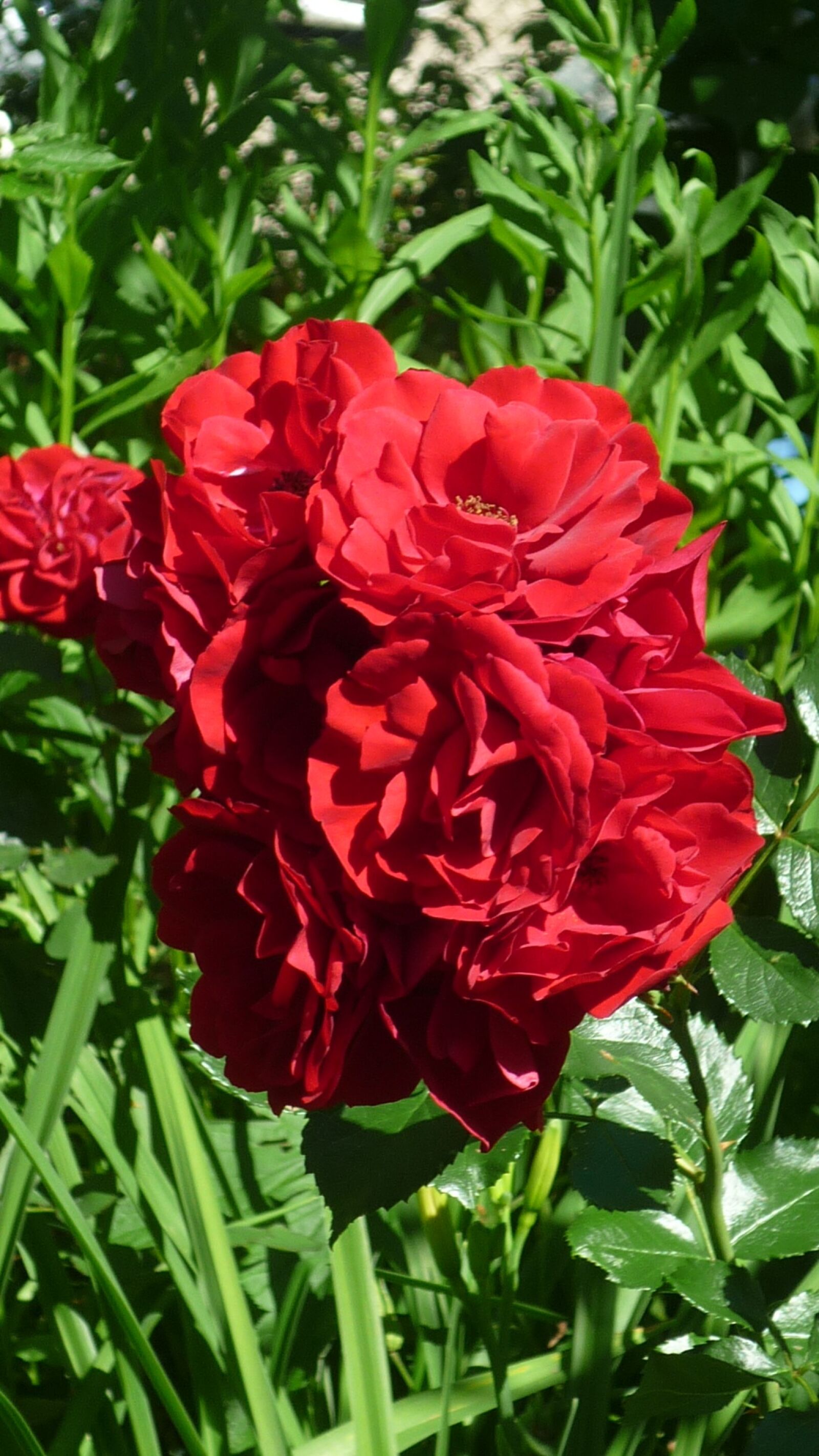 Panasonic Lumix DMC-FS6 sample photo. Rose, german garden flower photography