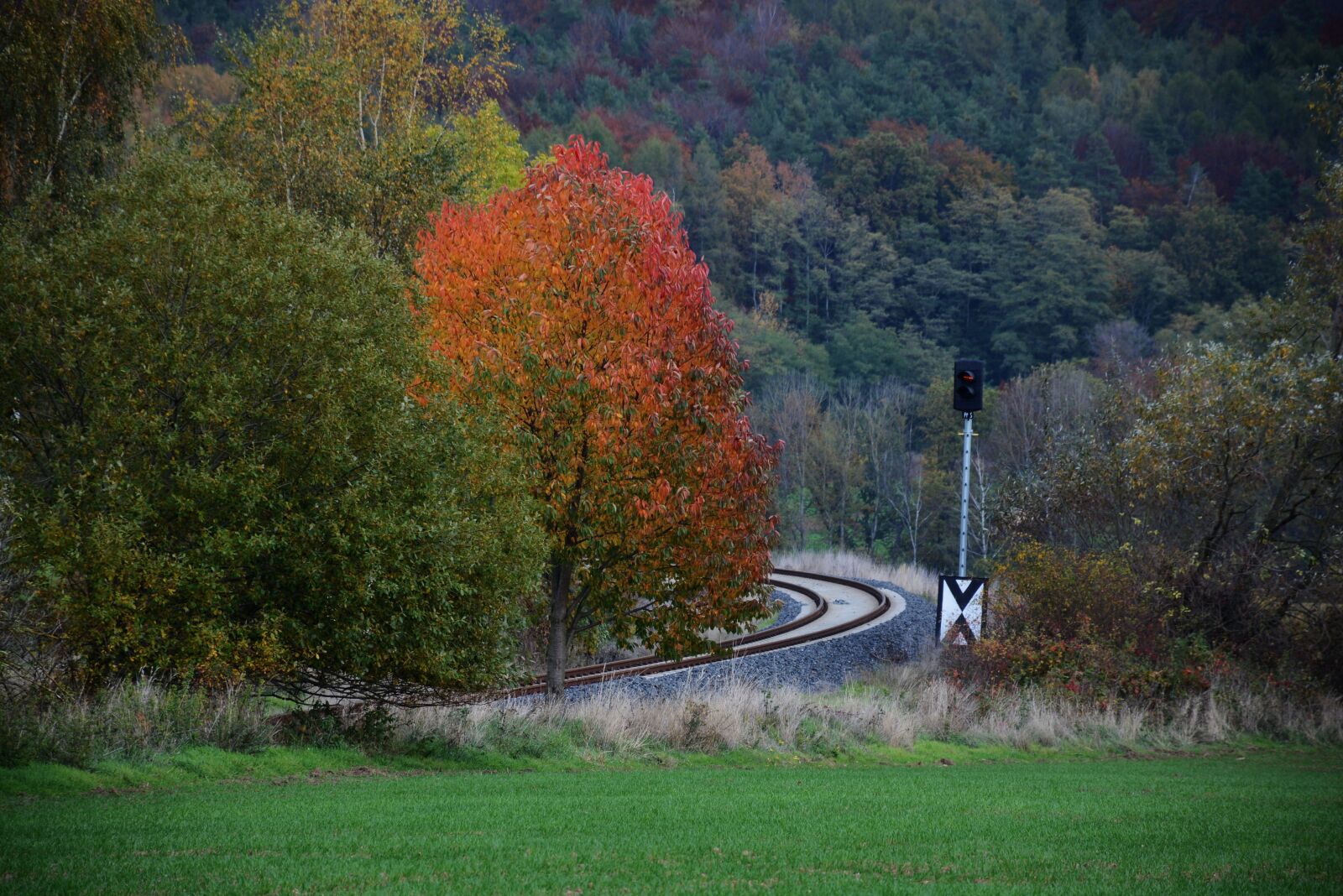 Nikon D7100 sample photo. Autumn, foliage, nature photography