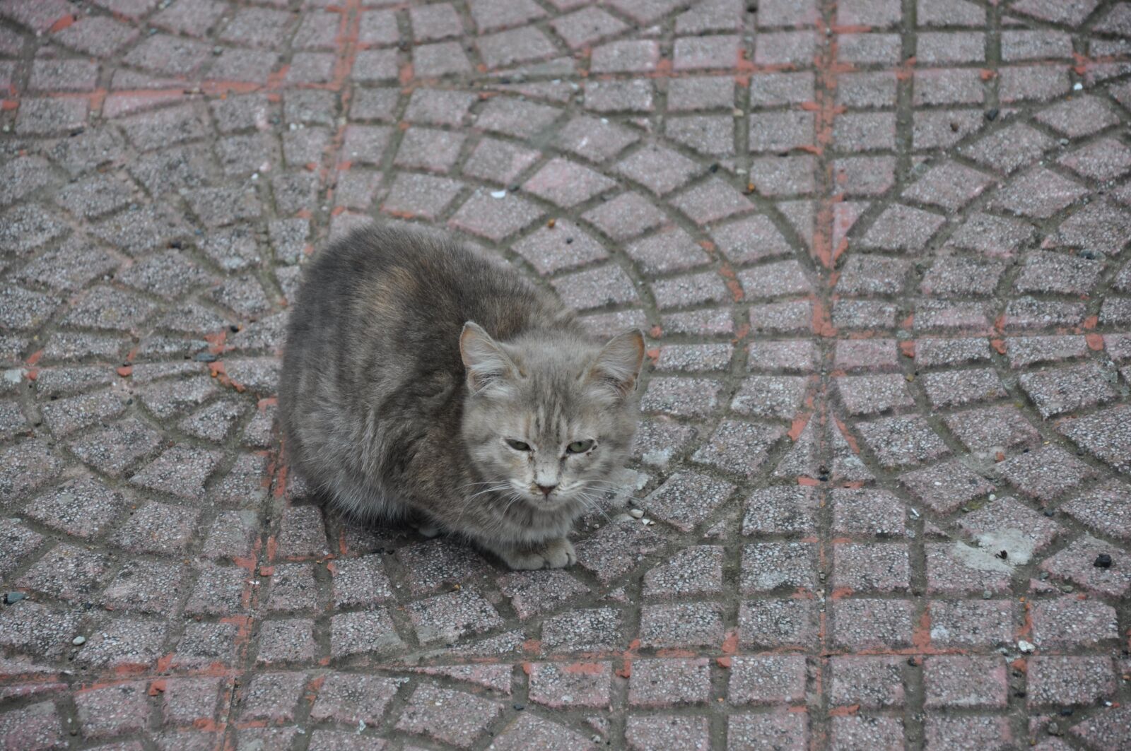 Nikon D90 sample photo. Cat, loneliness, animal photography