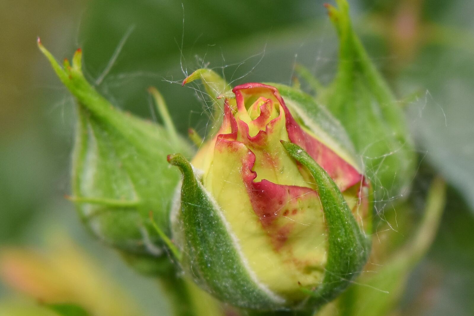 Nikon D5500 sample photo. Yellowish, agriculture, beautiful flowers photography