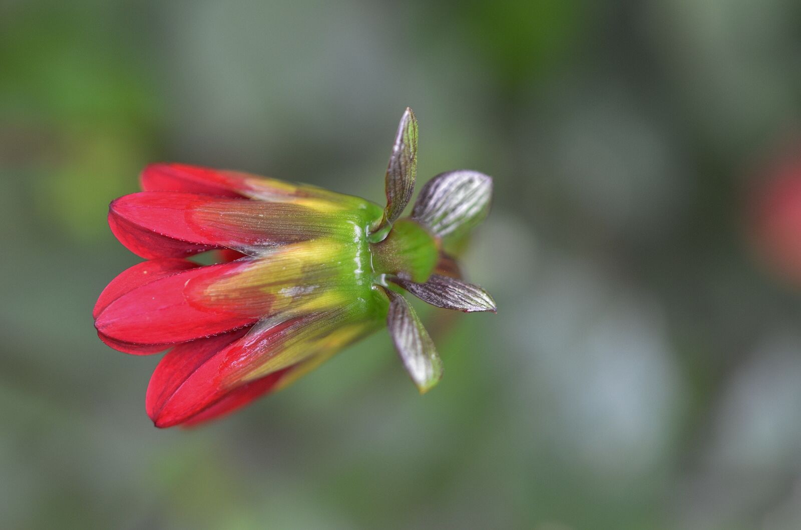 Nikon D7000 sample photo. Flower, natur, spring photography