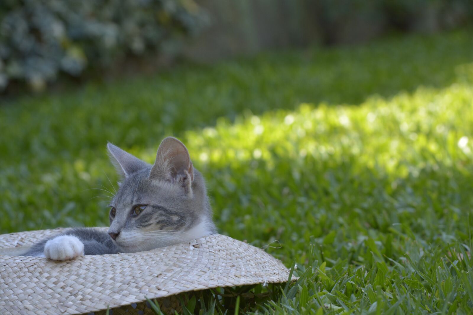 Nikon D5200 sample photo. Pets, cat, rest photography
