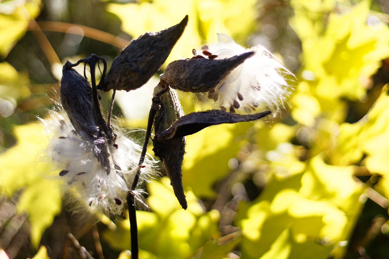 Canon EF 50mm F1.8 STM sample photo. Milkweed, seeds, pod photography