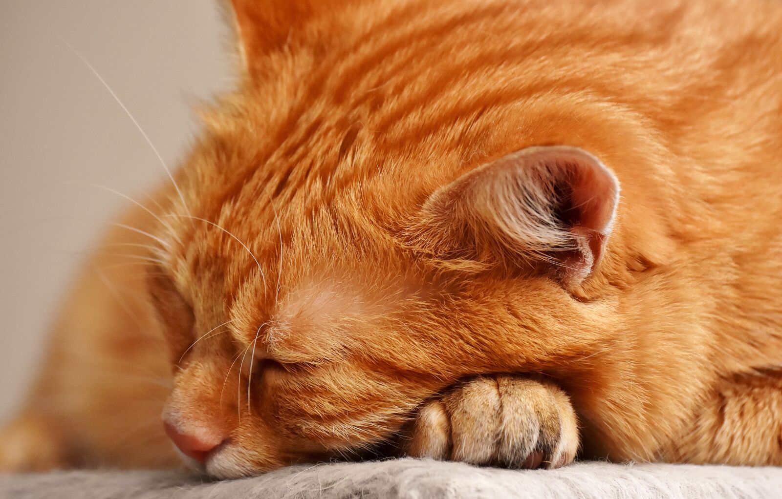 Nikon D7200 sample photo. Cat, red, sleep photography