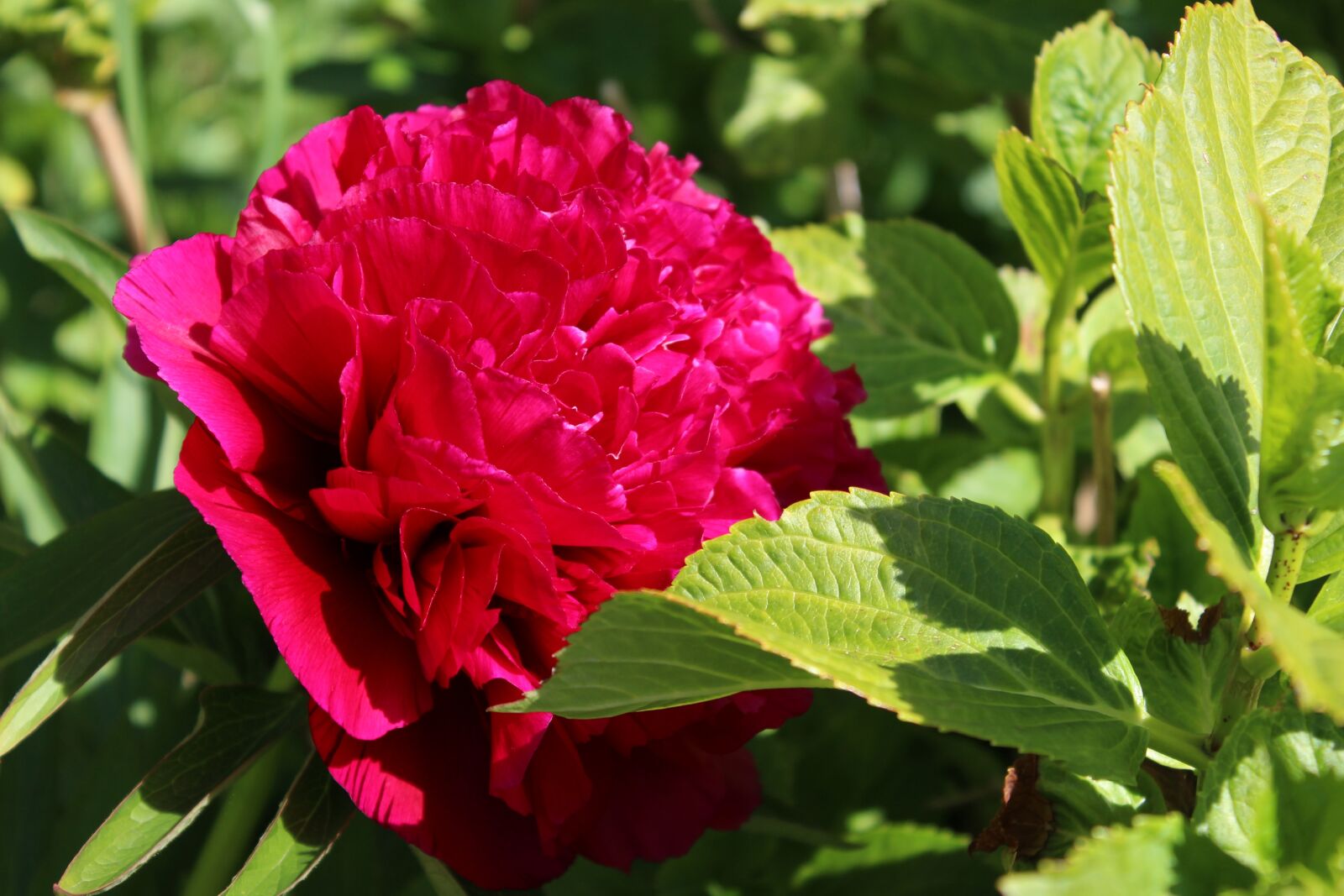 Canon EOS 600D (Rebel EOS T3i / EOS Kiss X5) sample photo. Peony, blossom, bloom photography