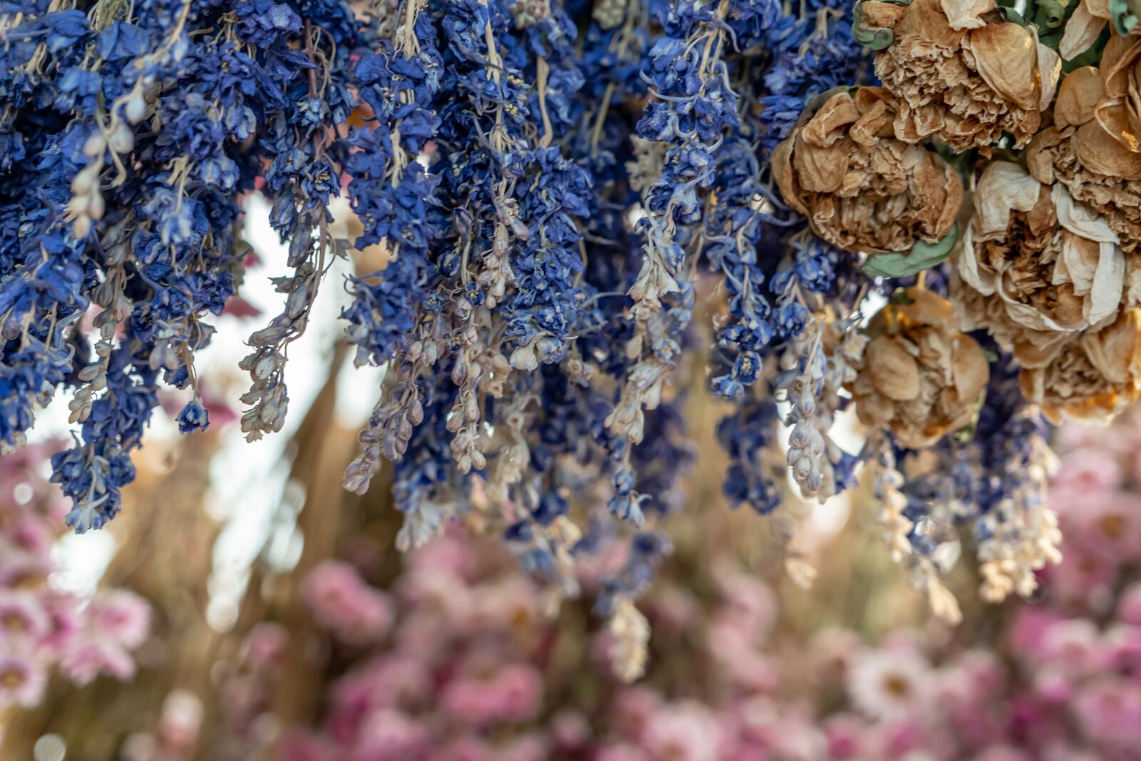 Sony a7R II + Sony FE 24-240mm F3.5-6.3 OSS sample photo. Flowers, dried, flower market photography