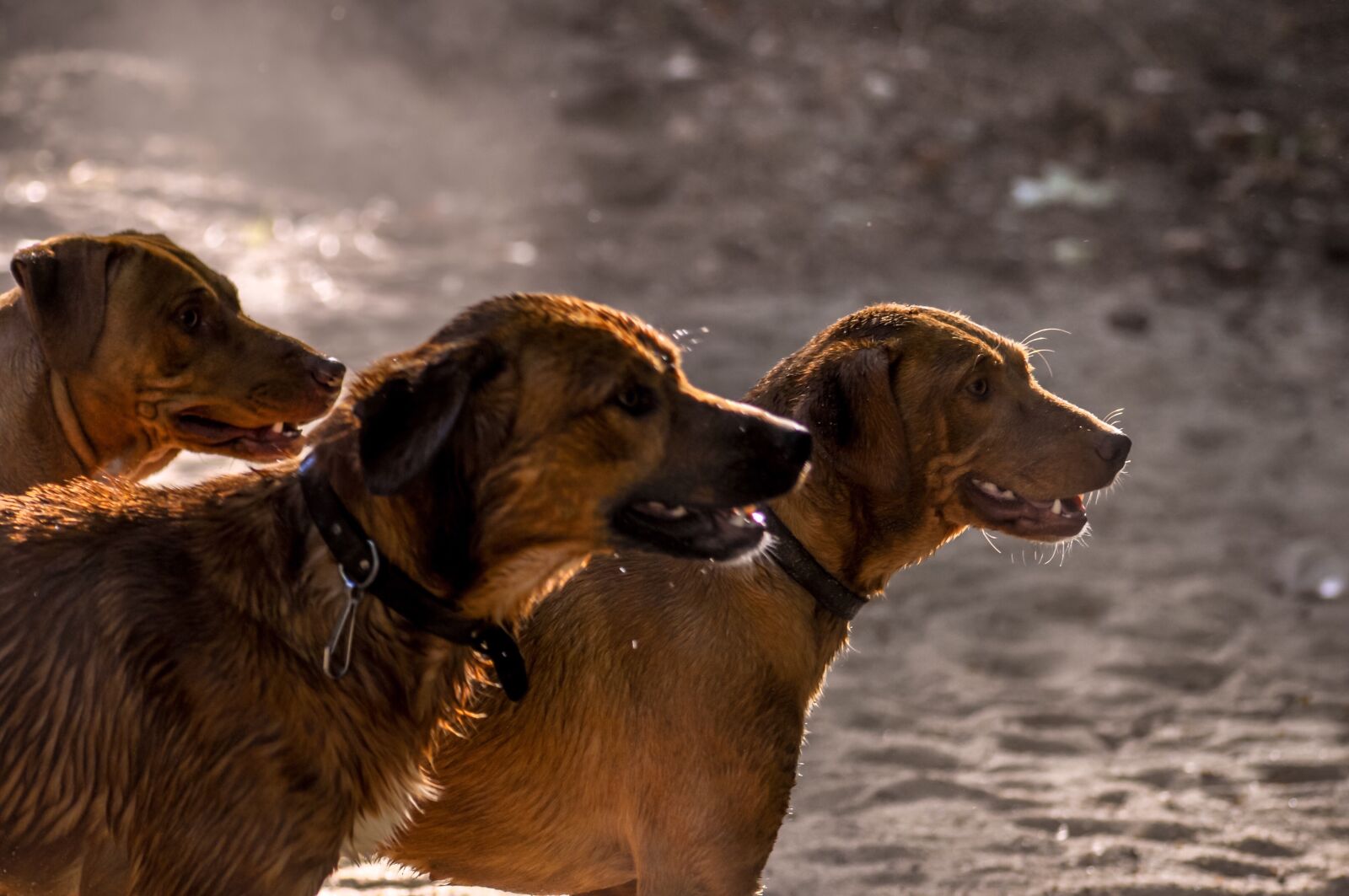 Nikon D90 sample photo. Dogs, pets, dust photography
