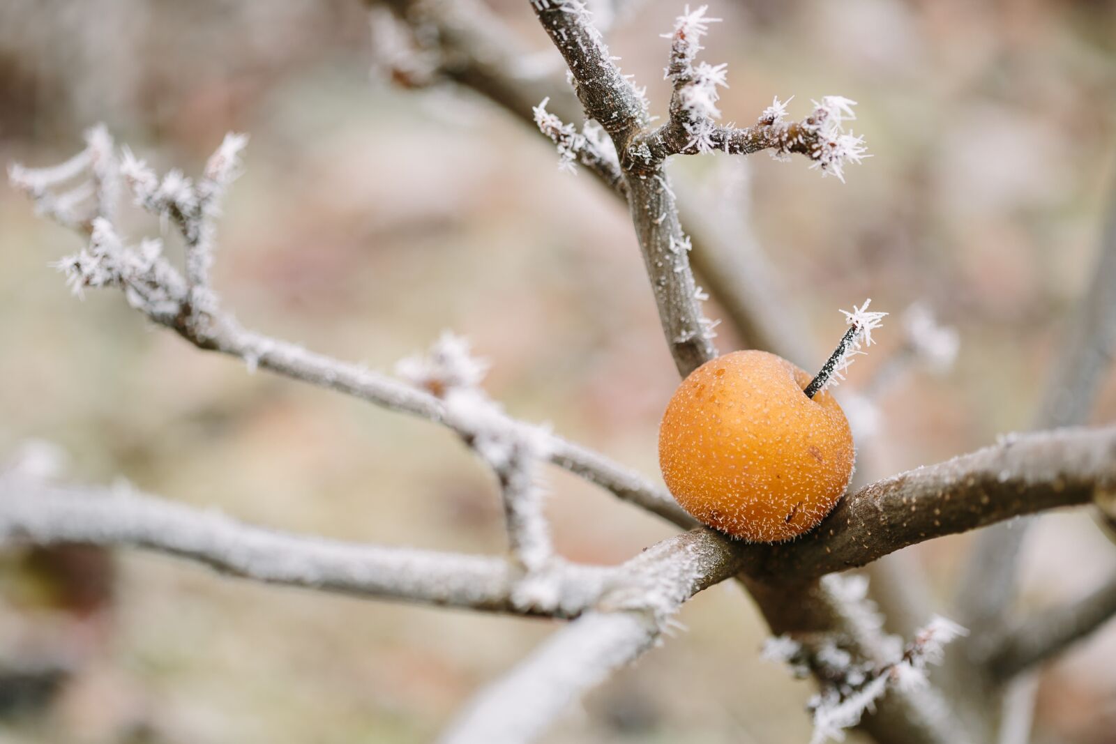 Canon EF 100mm F2.8 Macro USM sample photo. Frost, frozen, fruit, snowflake photography