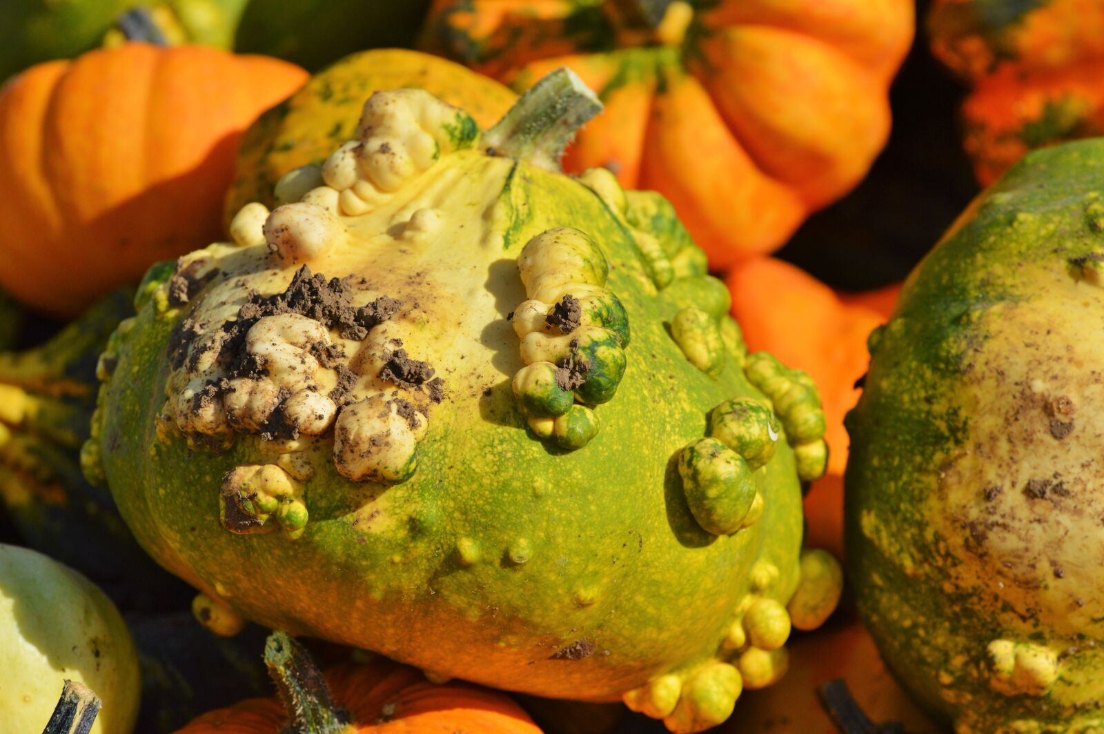 Nikon D3200 sample photo. Pumpkin, fruit, orange photography