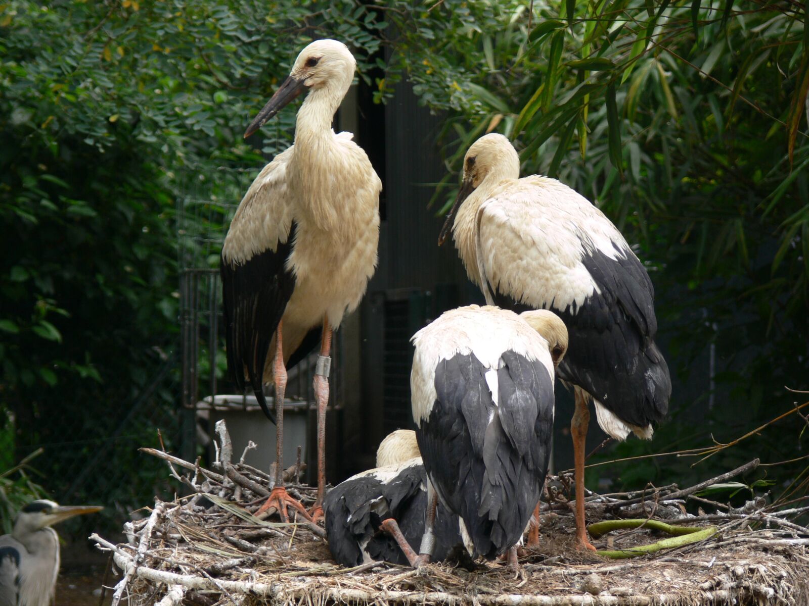 Panasonic DMC-FZ30 sample photo. Zoo, artis, amsterdam photography