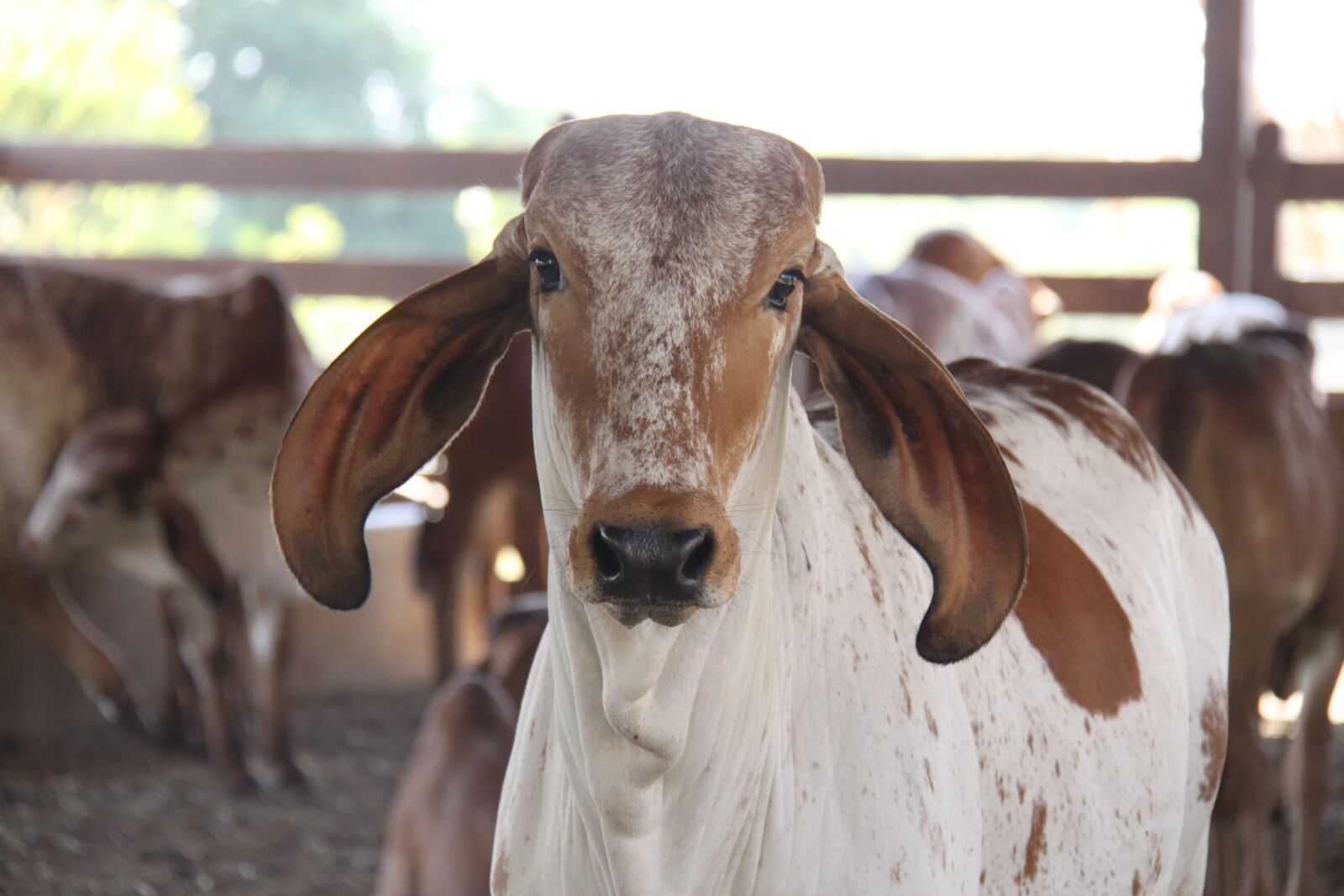 Canon EOS 500D (EOS Rebel T1i / EOS Kiss X3) sample photo. Cow, cattle, farm photography