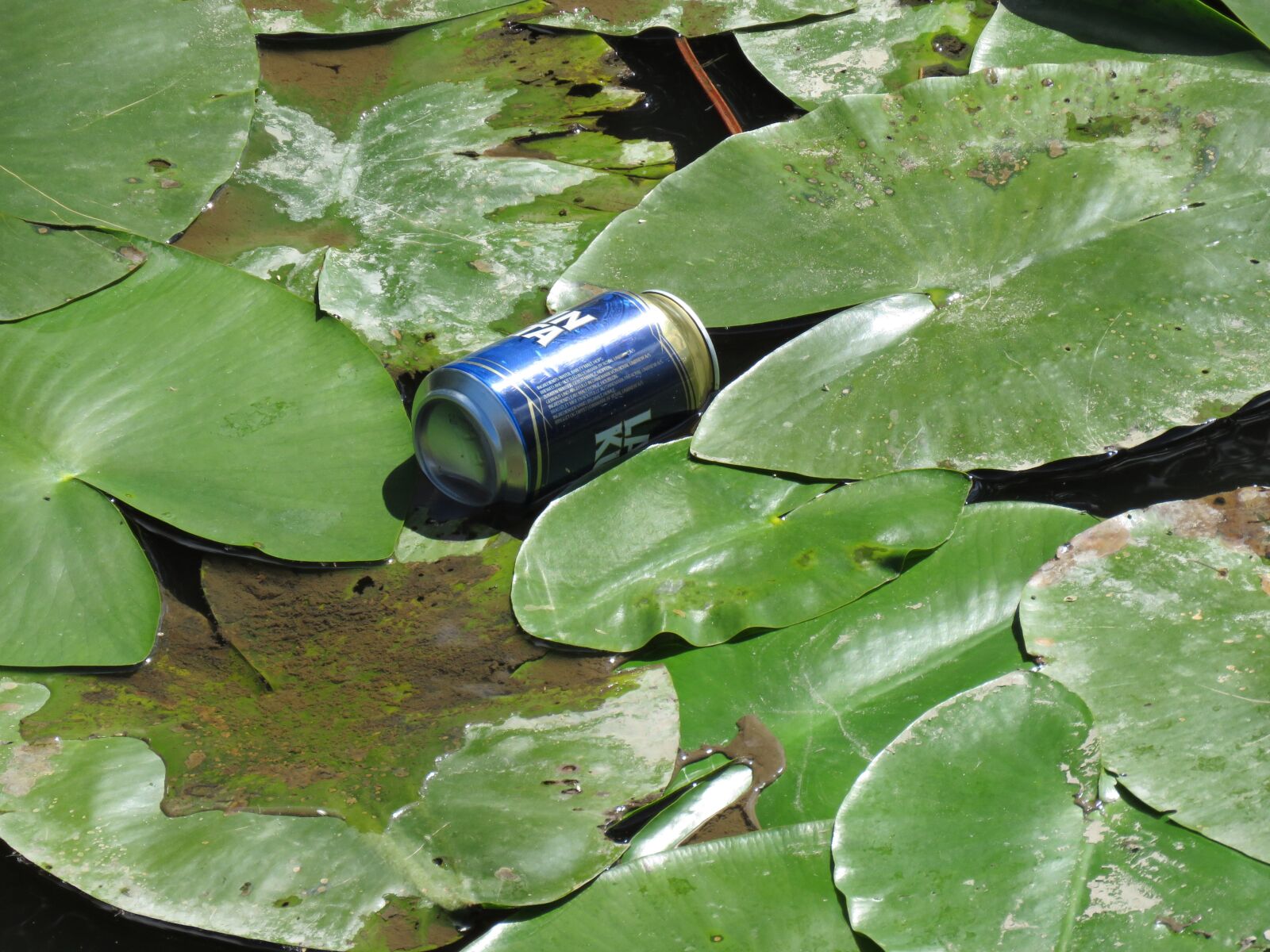Canon PowerShot SX60 HS sample photo. Dust, beer can, water photography