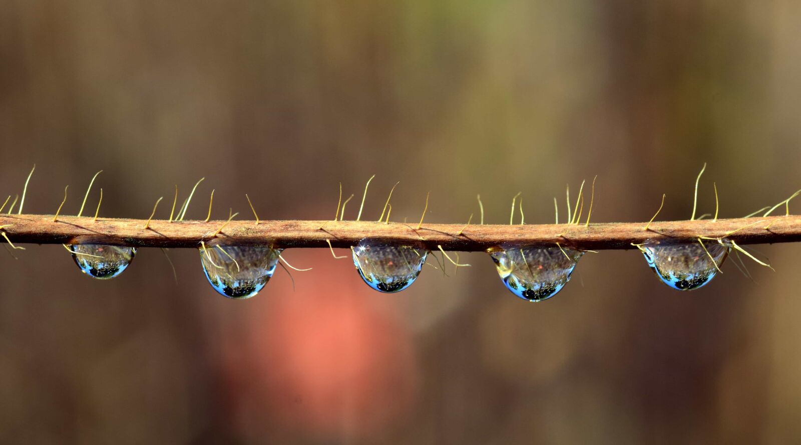 Nikon D3300 sample photo. Dew, rain, macro, reflection photography