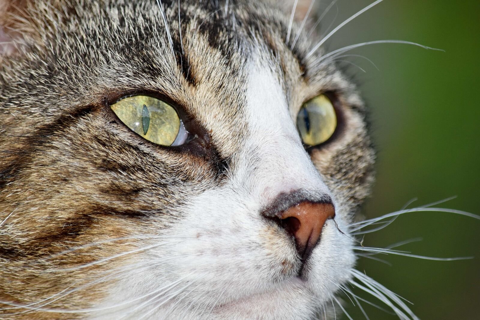 Nikon D5500 sample photo. Close-up, domestic cat, eyes photography