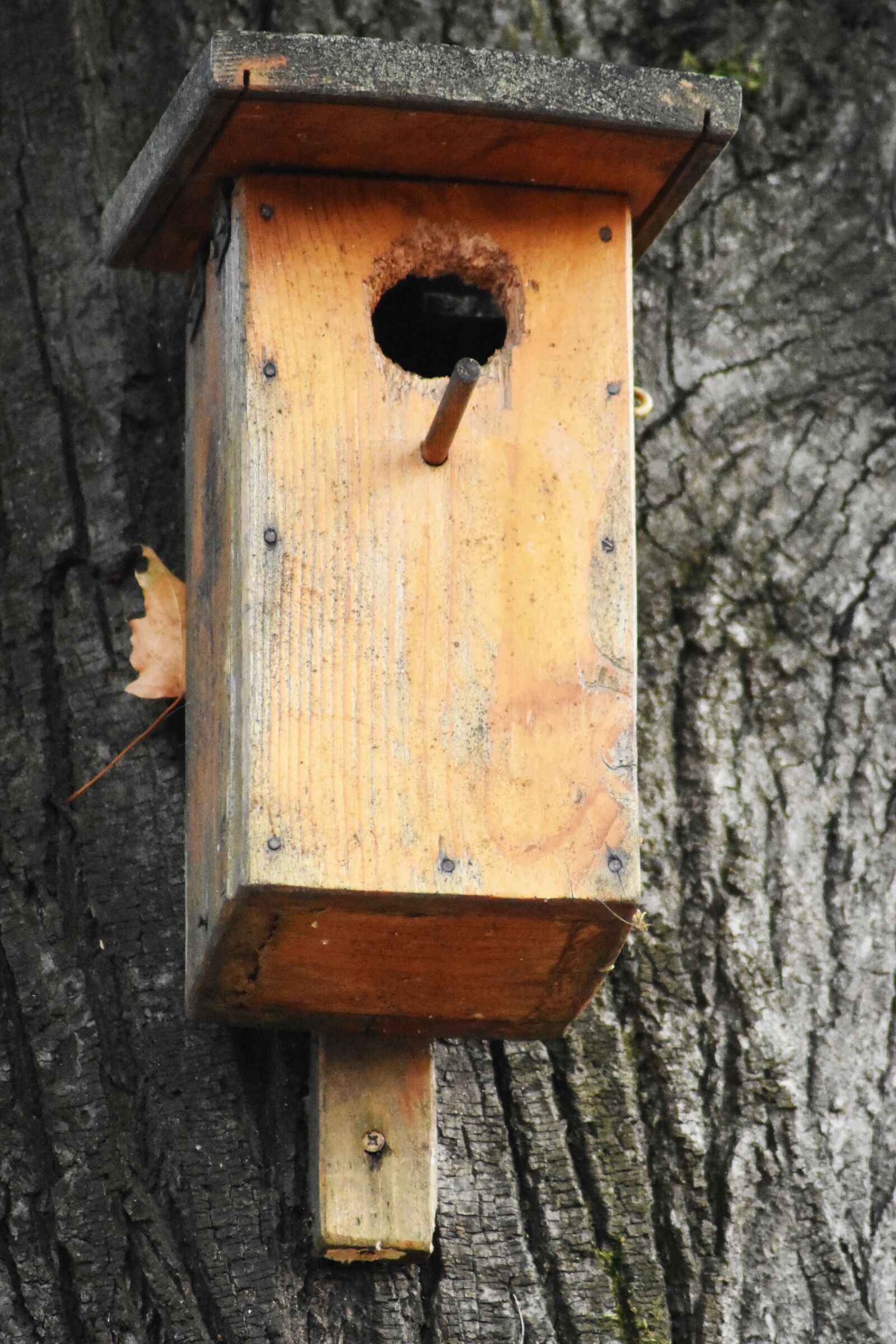 Nikon D3400 sample photo. Bird feeder, wood, animals photography