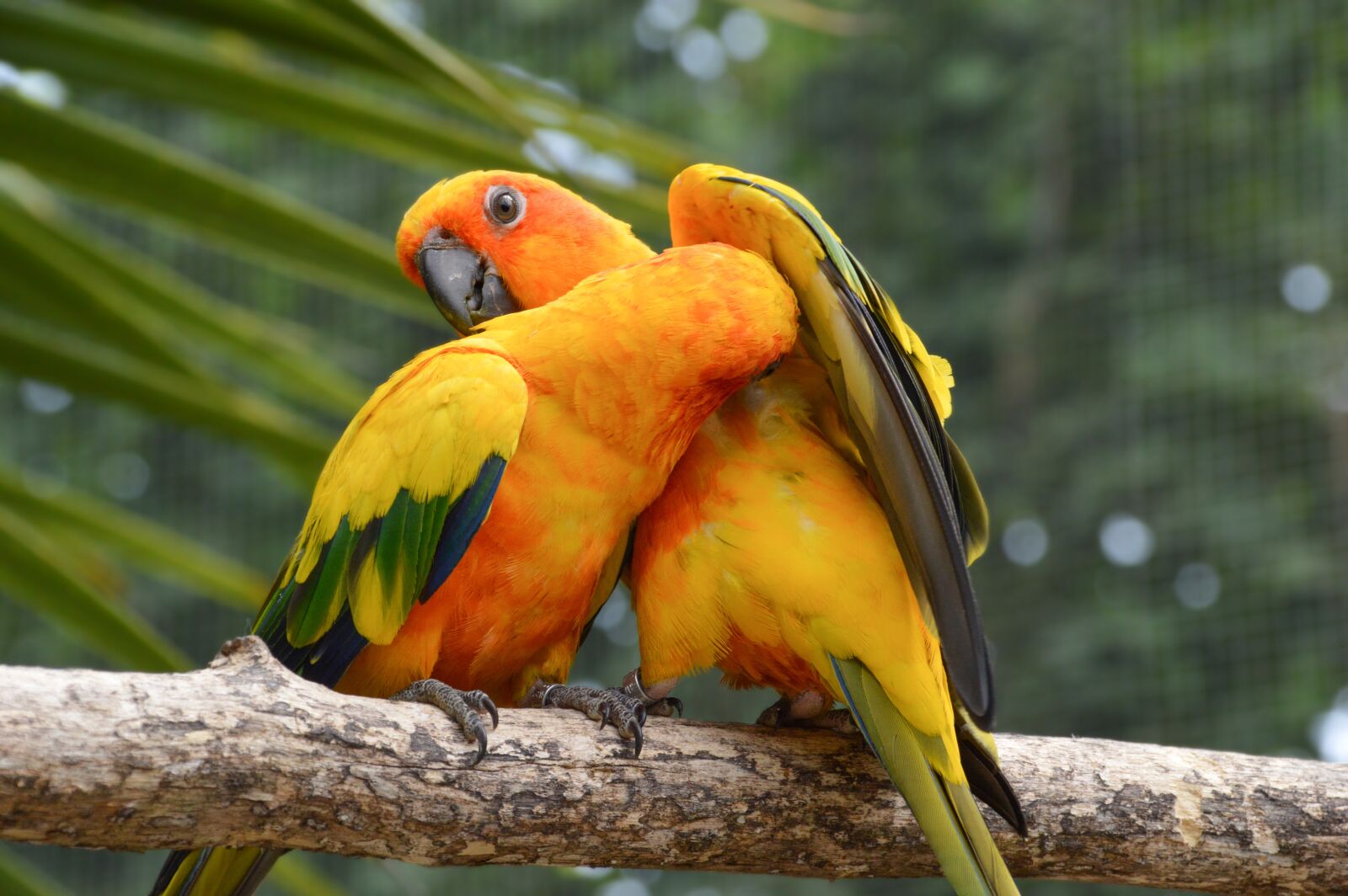 Nikon D3200 sample photo. Conure, bird, nature photography