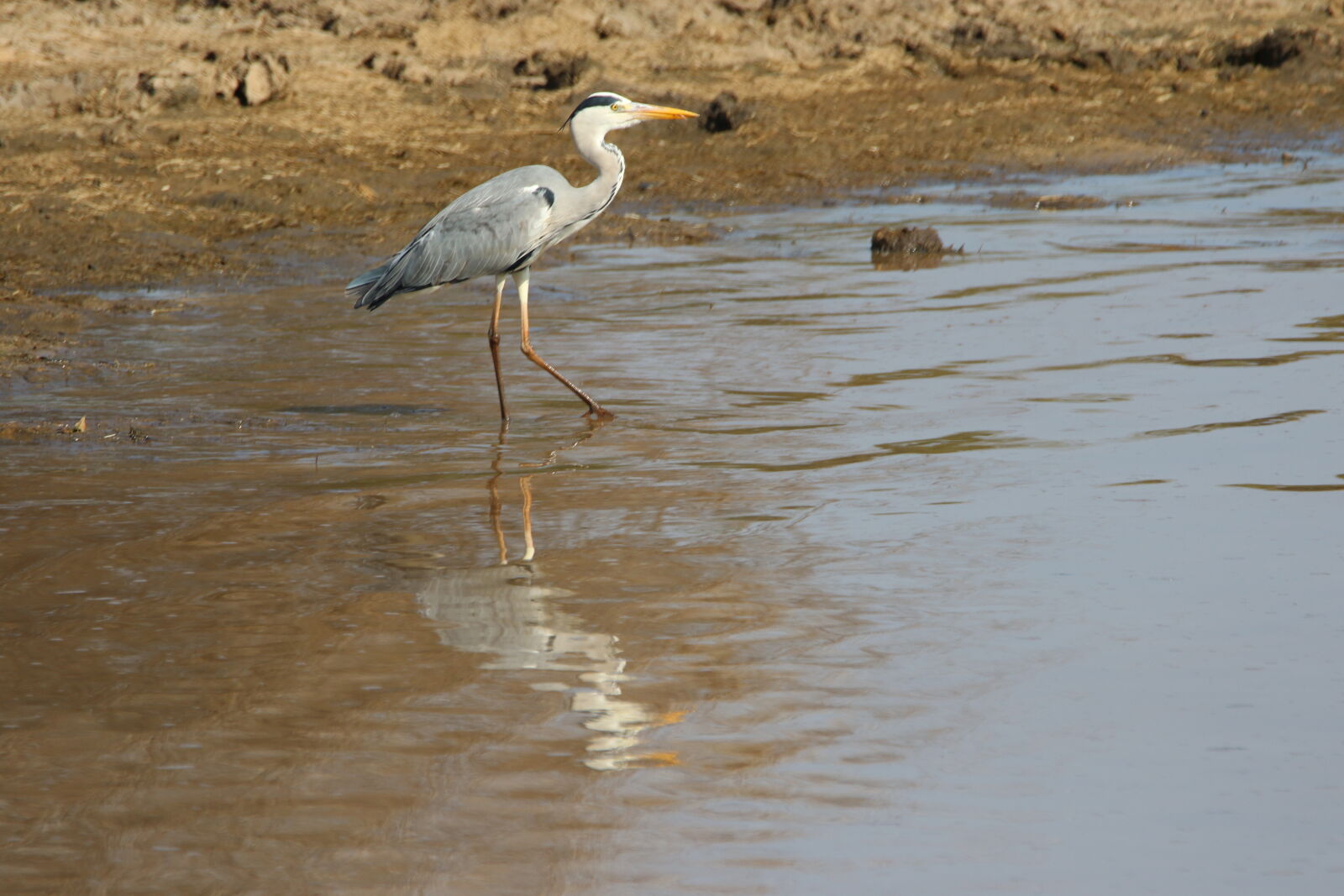 Canon EOS 7D Mark II sample photo. Animal, bird, feathers, fly photography