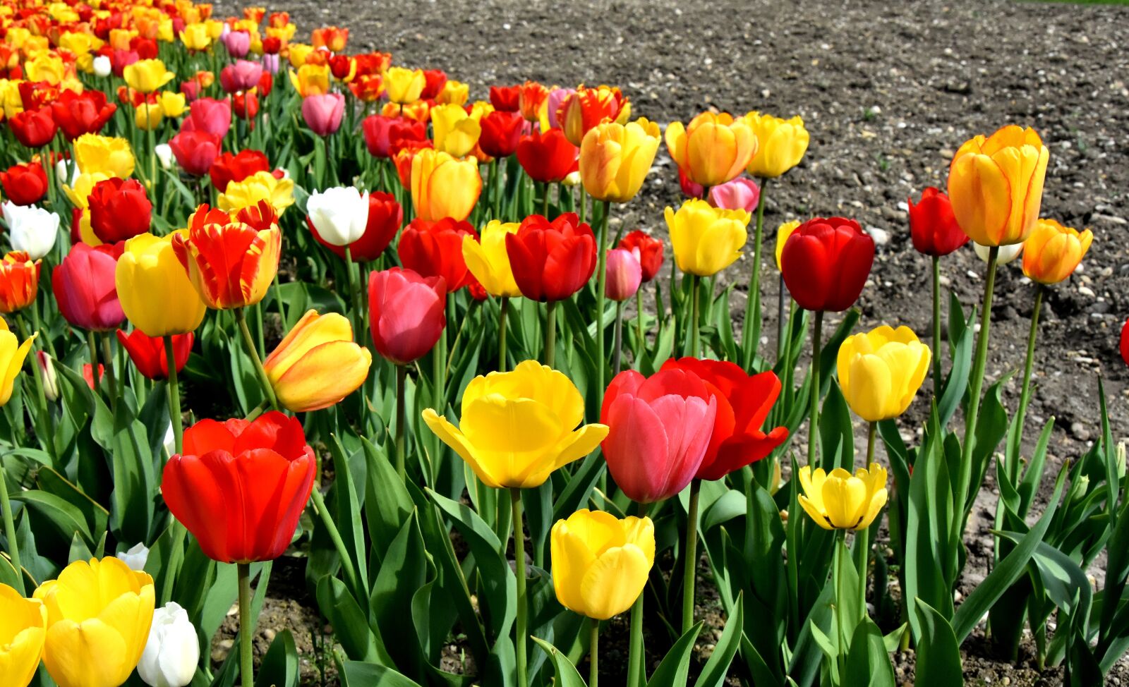 Nikon D7200 sample photo. Tulips, flowers, colorful photography