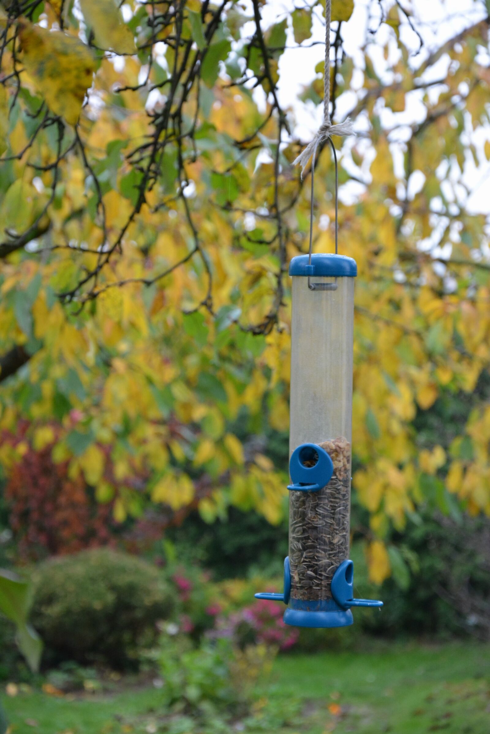 Nikon D5200 sample photo. Bird feeding tray, feeding photography