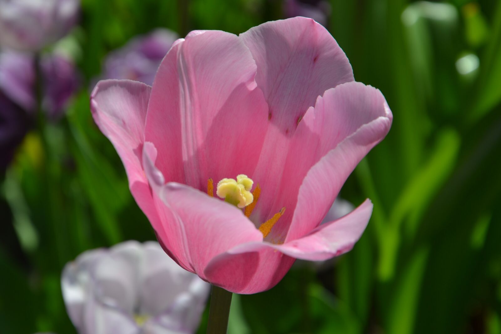 Nikon D3100 sample photo. Tulips, flowers, spring photography