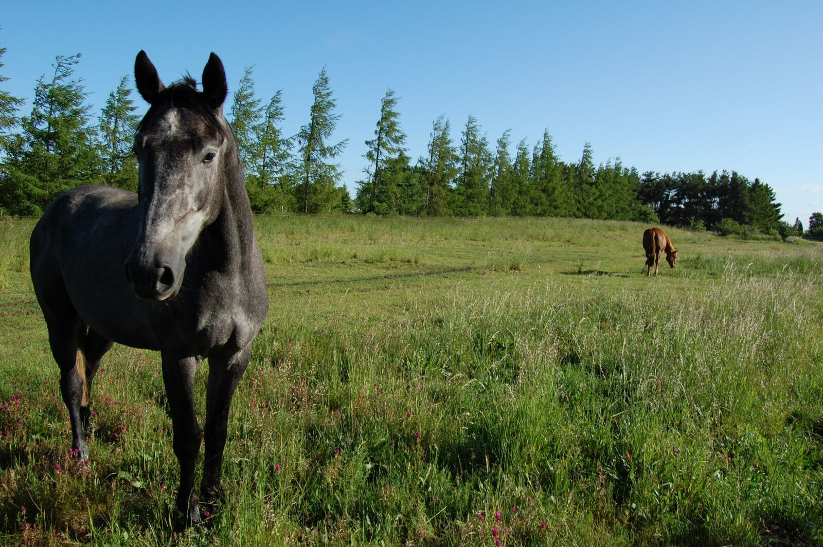 Nikon D40 sample photo. Horse, summer, animals photography