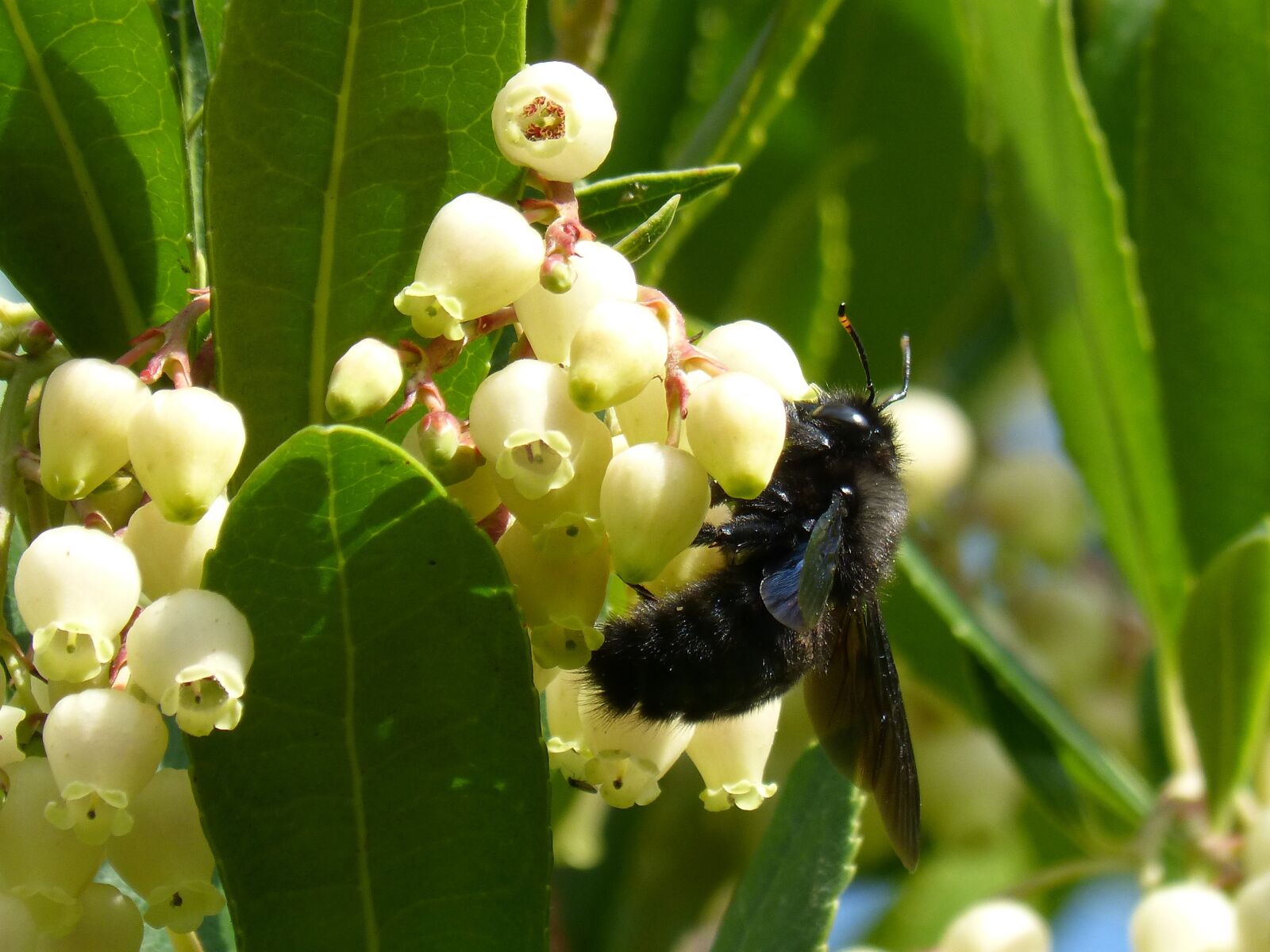 Panasonic DMC-FZ62 sample photo. Bumblebee wood, xylocopa violacea photography