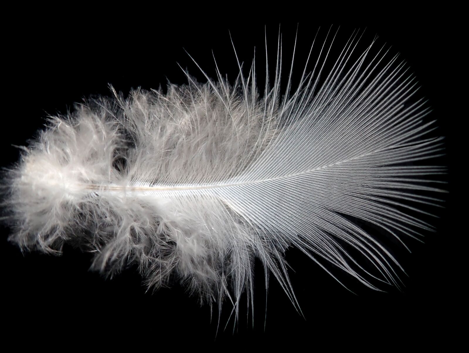 Olympus TG-5 sample photo. Feather, white, plumage photography