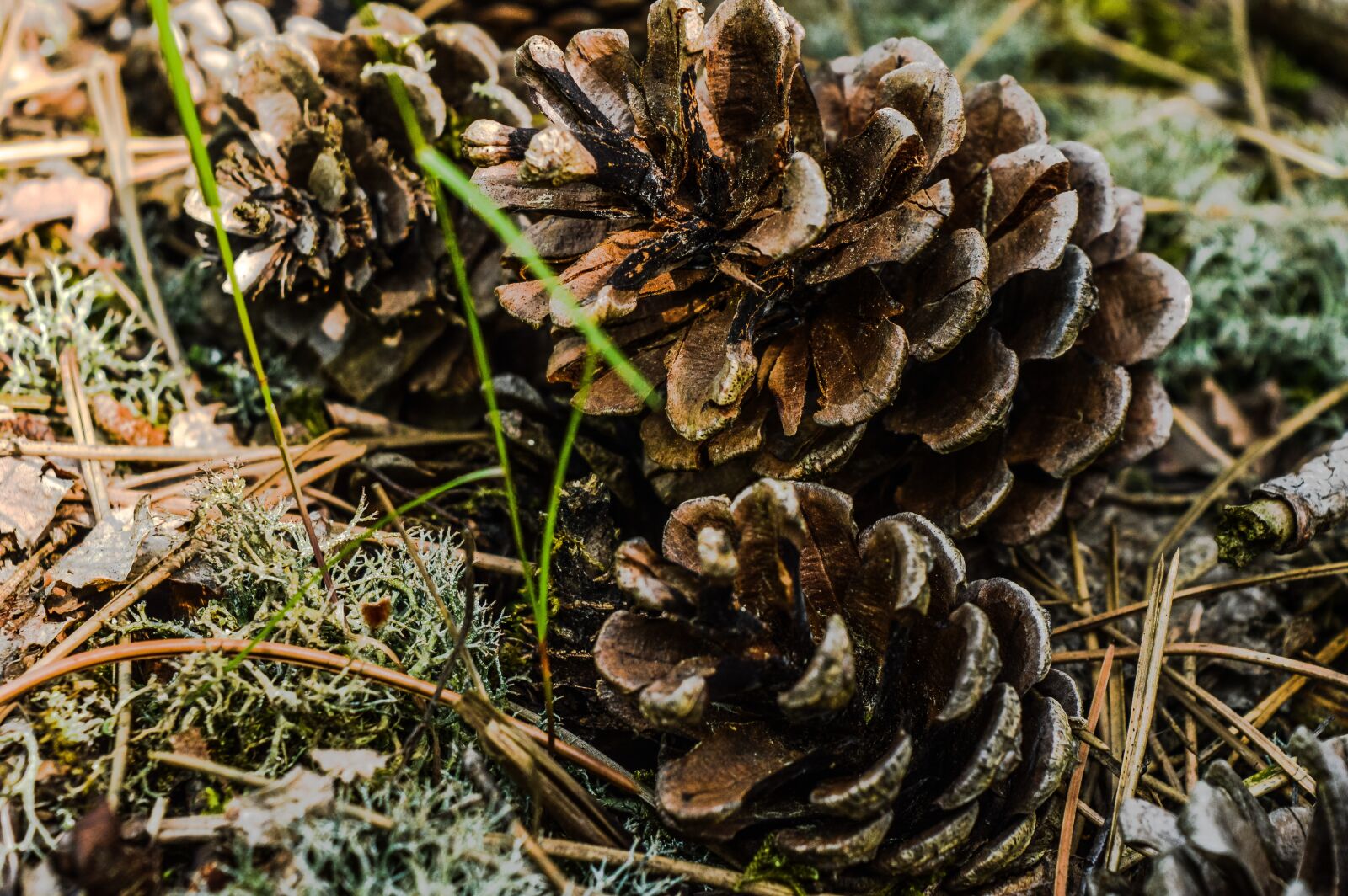 Nikon D3200 sample photo. Pine corn, forest, wald photography