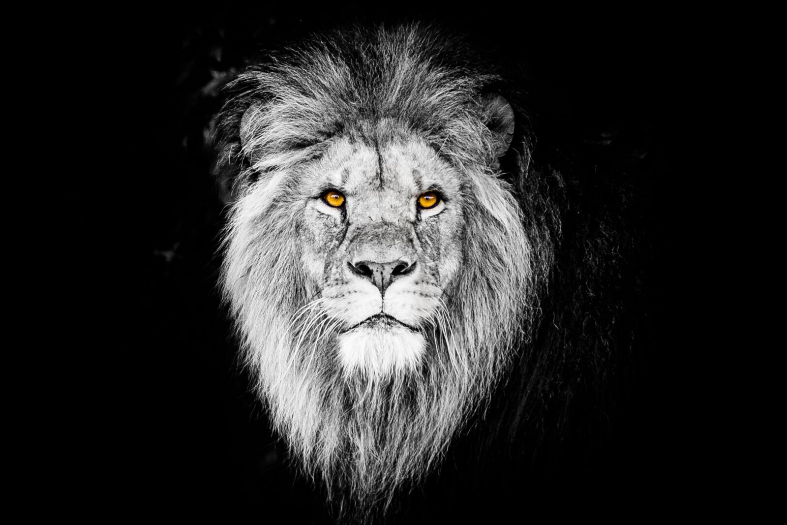 Canon EOS 5D Mark III sample photo. Portrait, cat, mammal photography