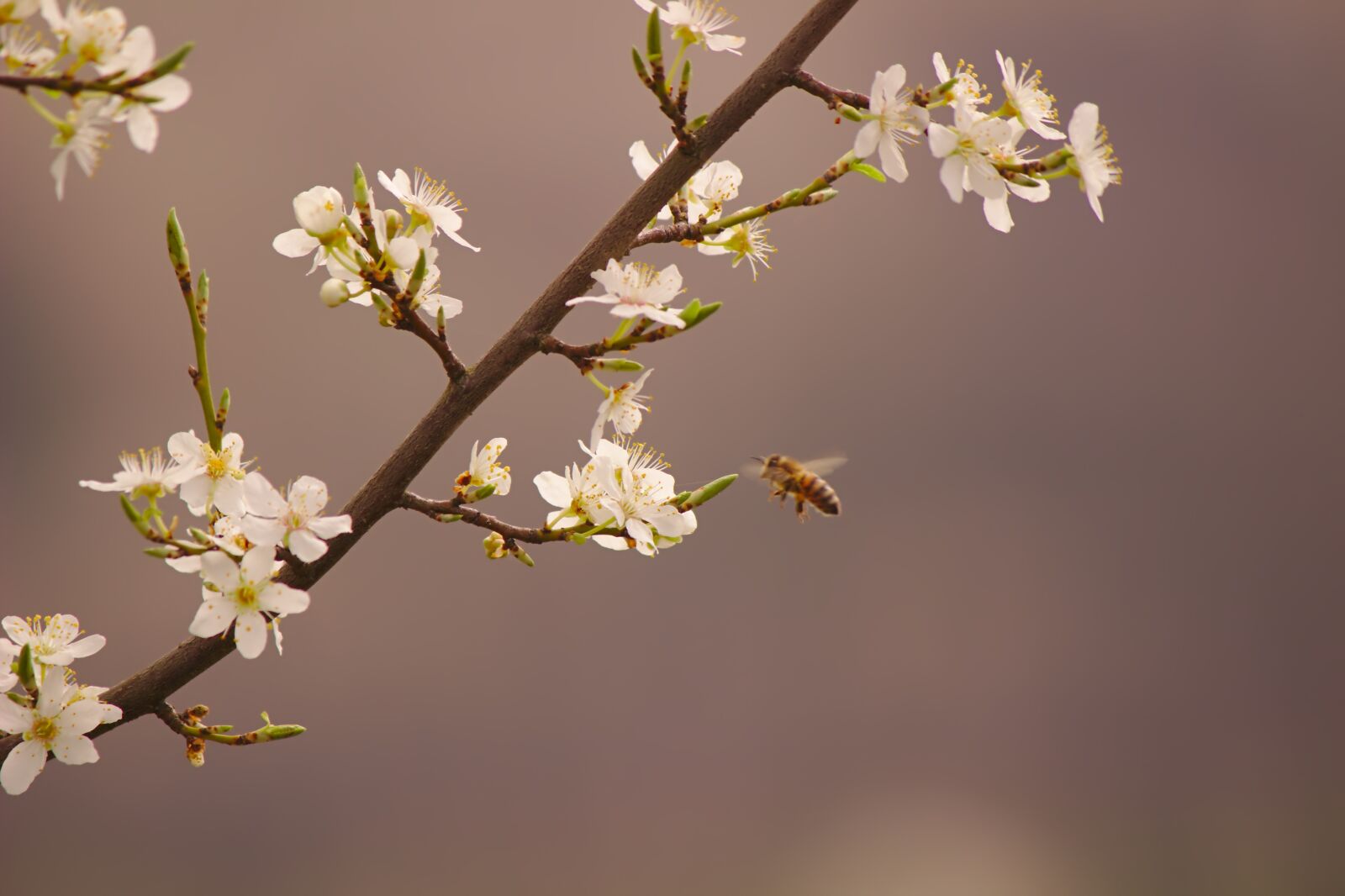Canon EF-S 55-250mm F4-5.6 IS II sample photo. Bee, nature, spring photography