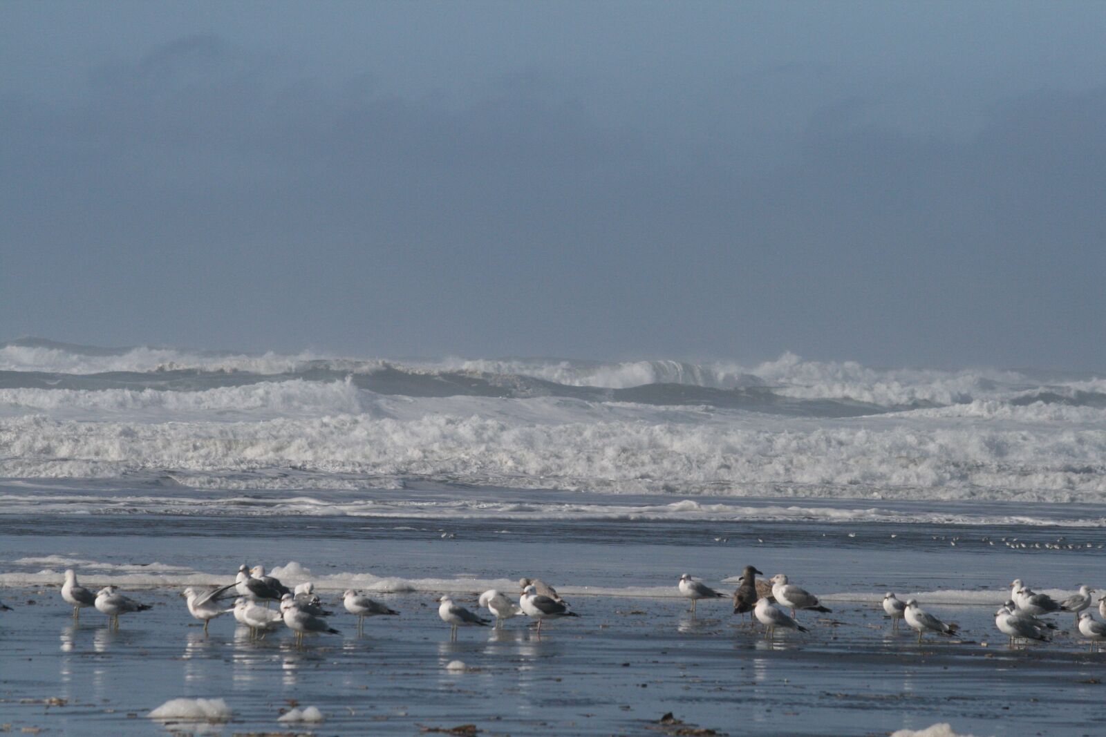 Canon EOS 400D (EOS Digital Rebel XTi / EOS Kiss Digital X) sample photo. Birds, shores, ocean photography