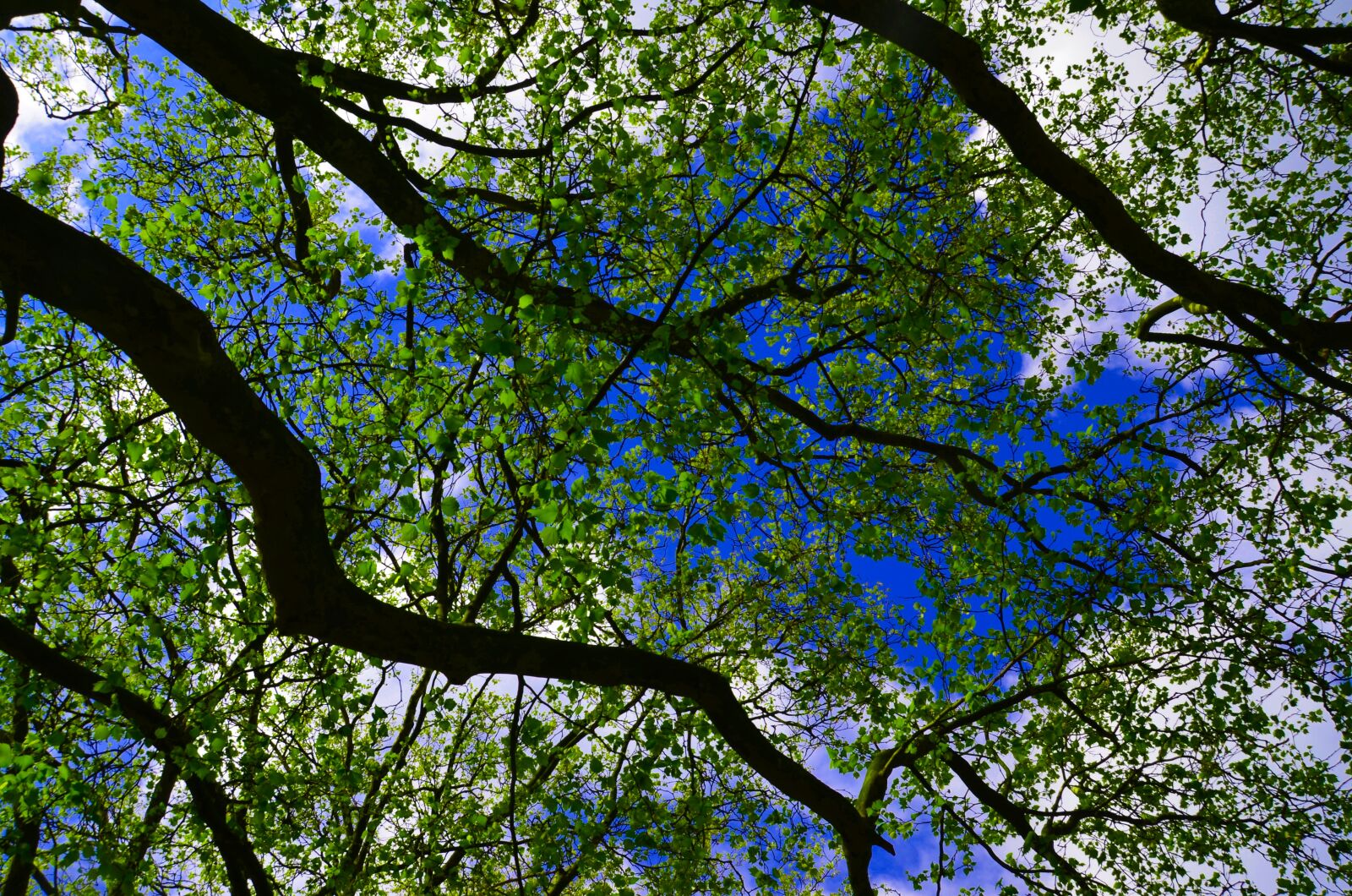 Nikon D5100 sample photo. Trees, sky, landscape photography